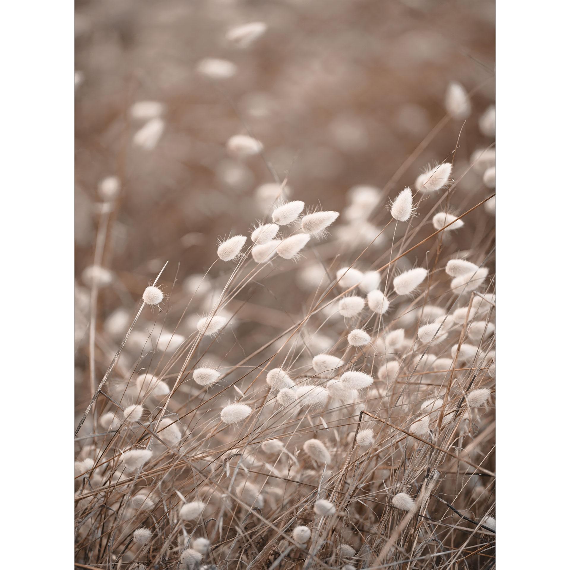 Fototapete Zarte Gräser im Herbstlicht - Collins