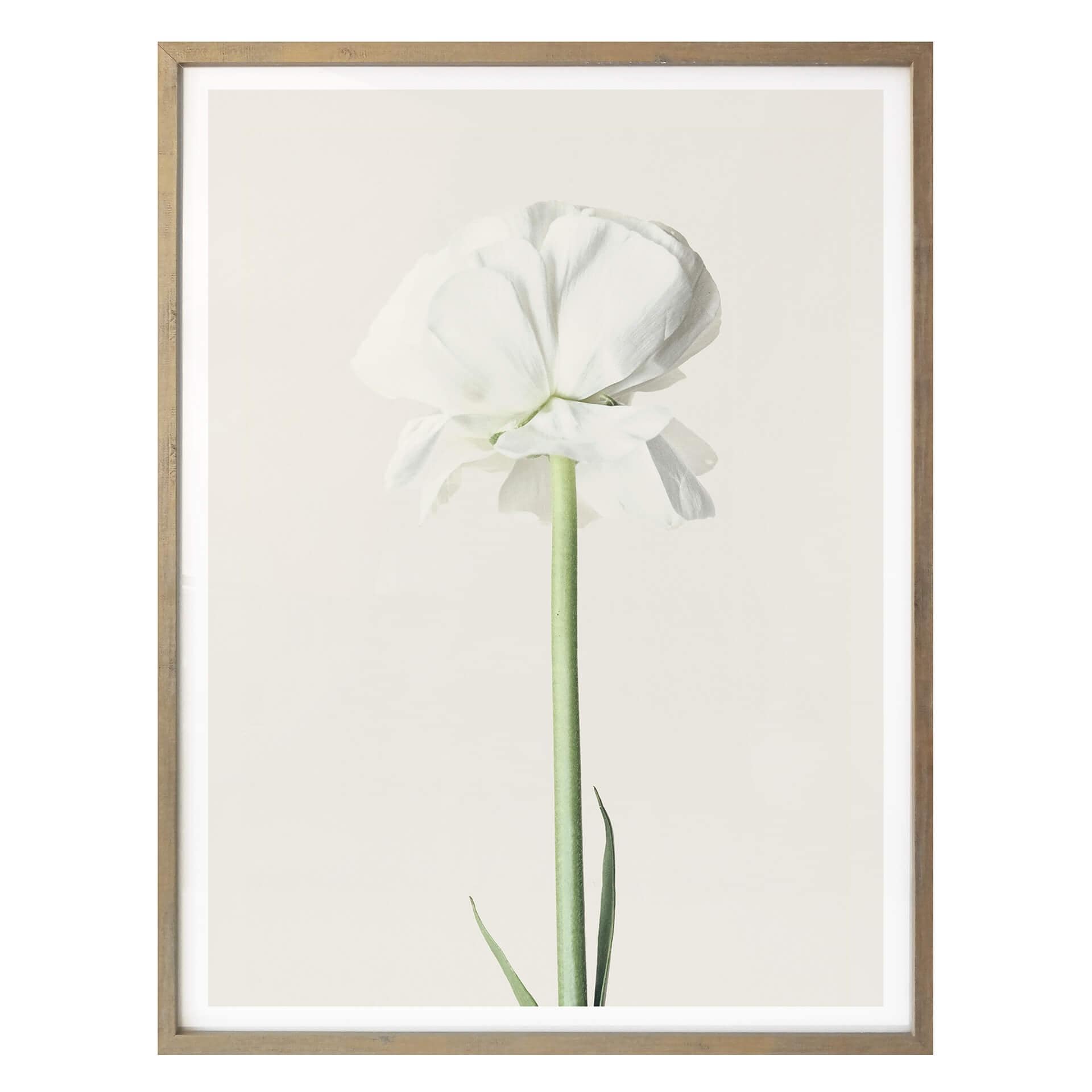 Plakat - Ranunkel 03