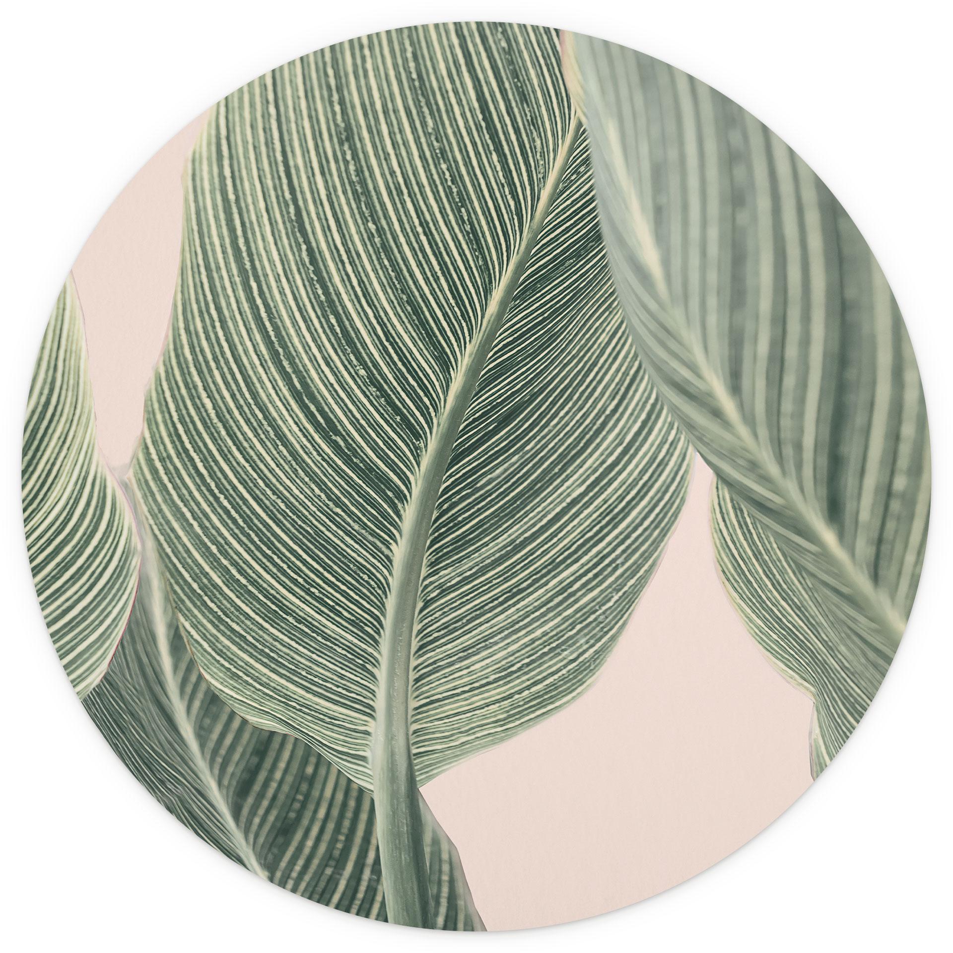 Behangcirkel Calathea plant - Sisi & Seb - vliesbehang/zelfklevend vliesbehang