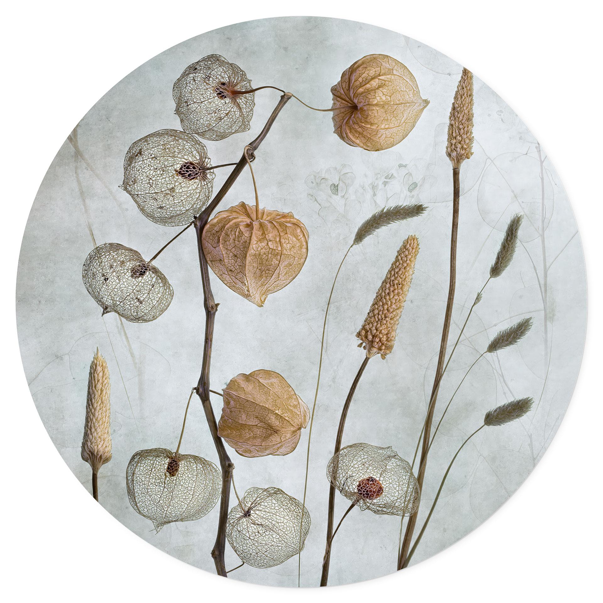 Muursticker Gedroogde lampionbloemen - Disher