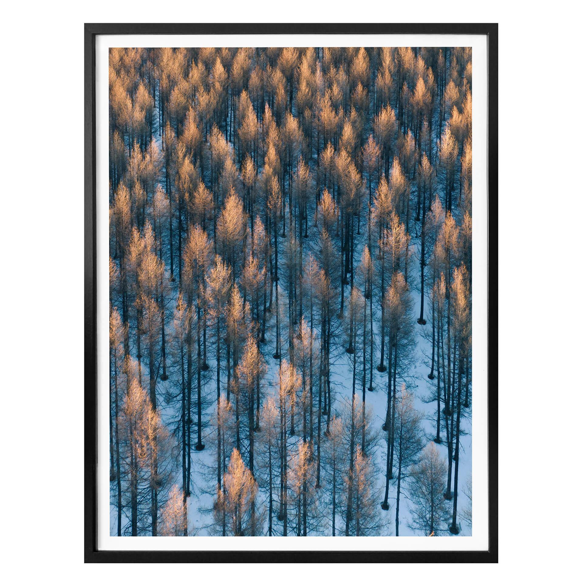 Póster Bingo - Amanecer en el bosque