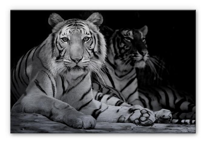 Tableau en alu-Dibond Deux tigres du Bengale Noir & Blanc