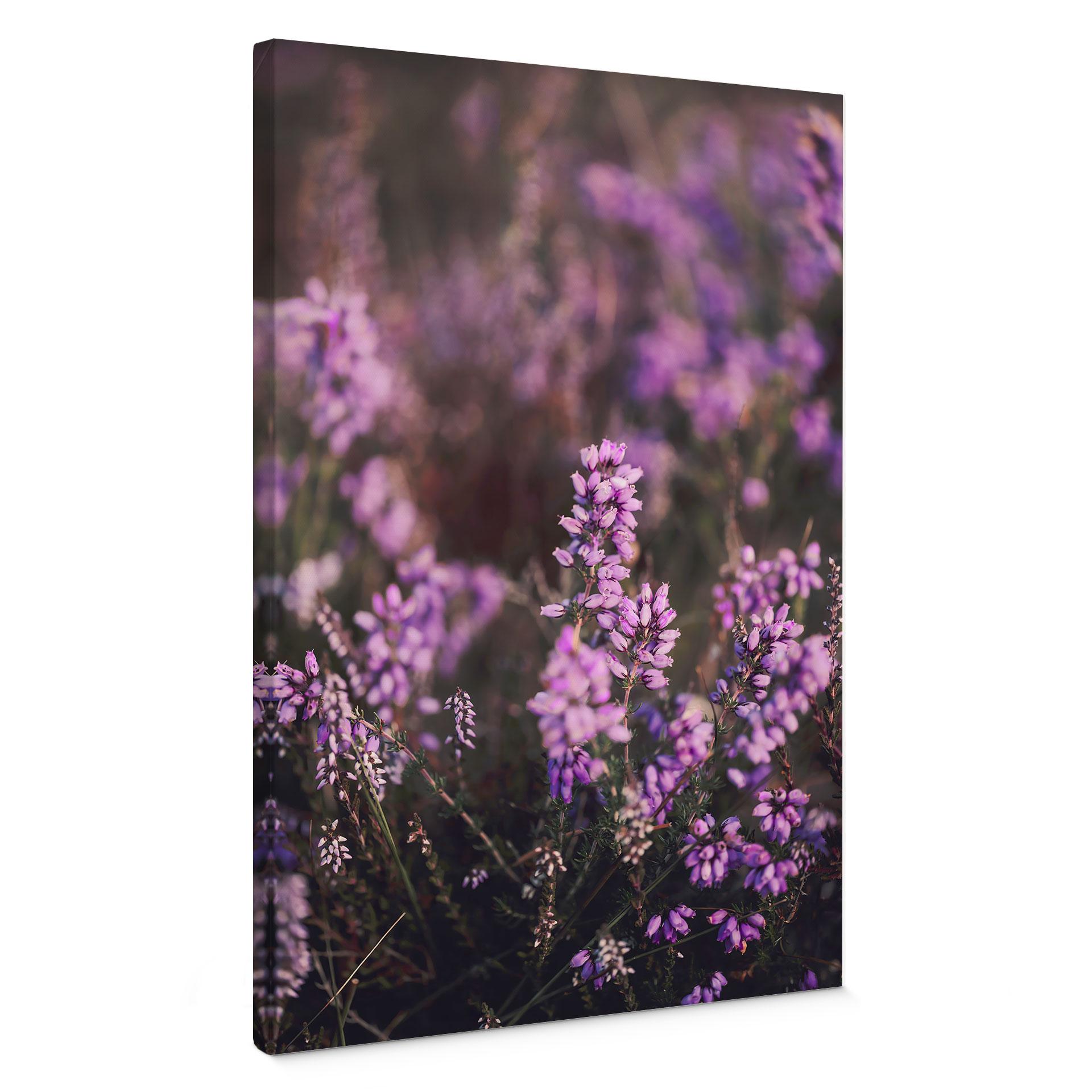 Canvastavla lila ljungblomma i varmt ljus - Annie
