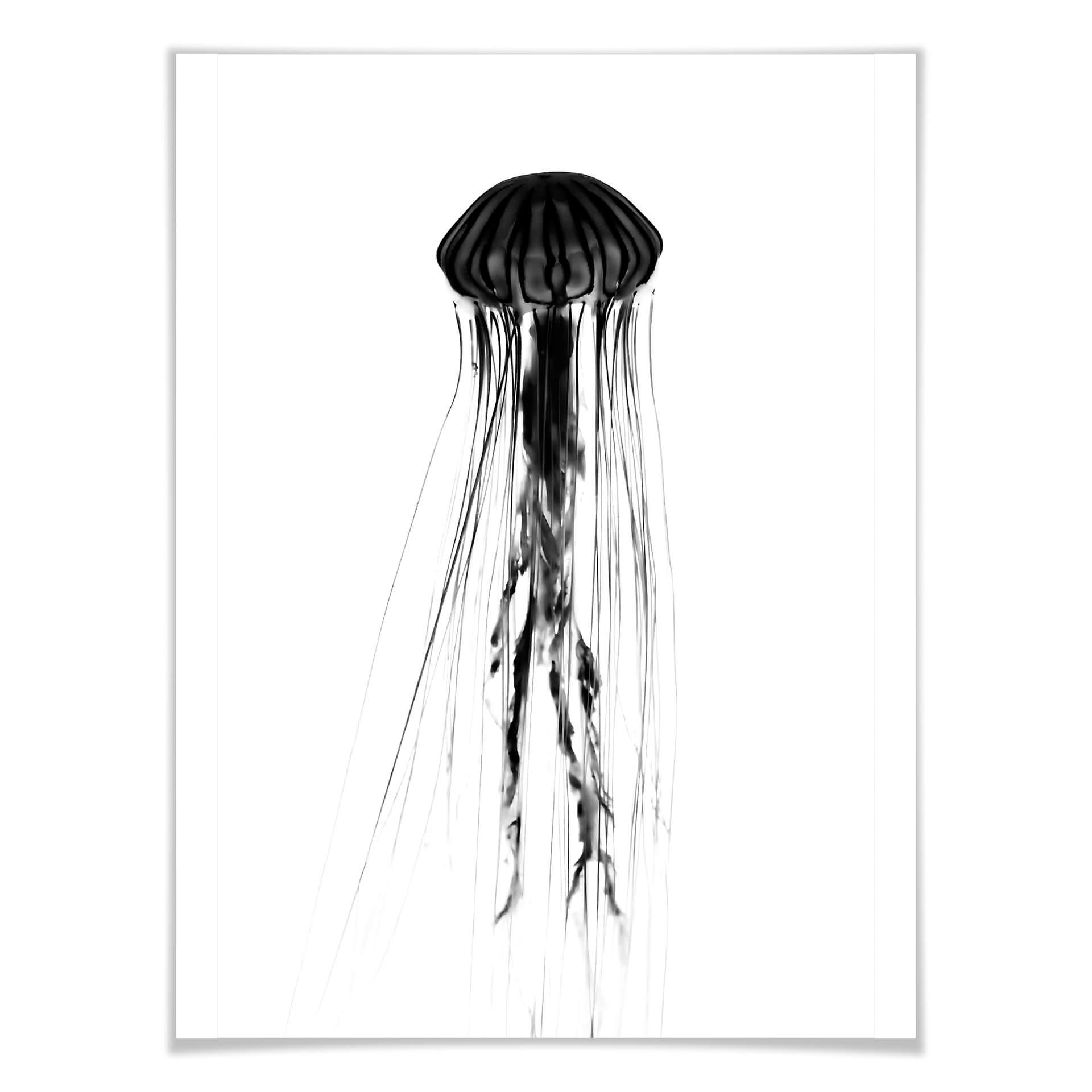 Póster medusa negra