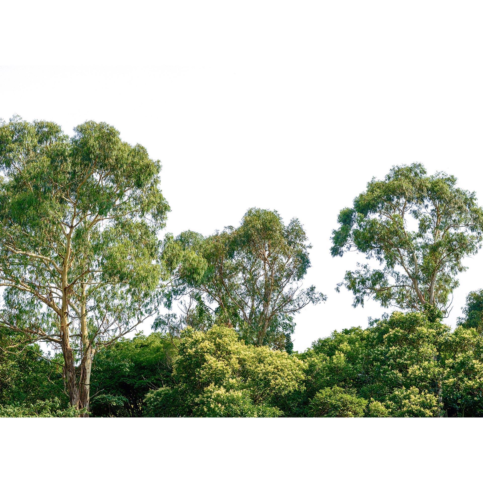 Livingwalls Fotobehang Designwalls Treetop Forest