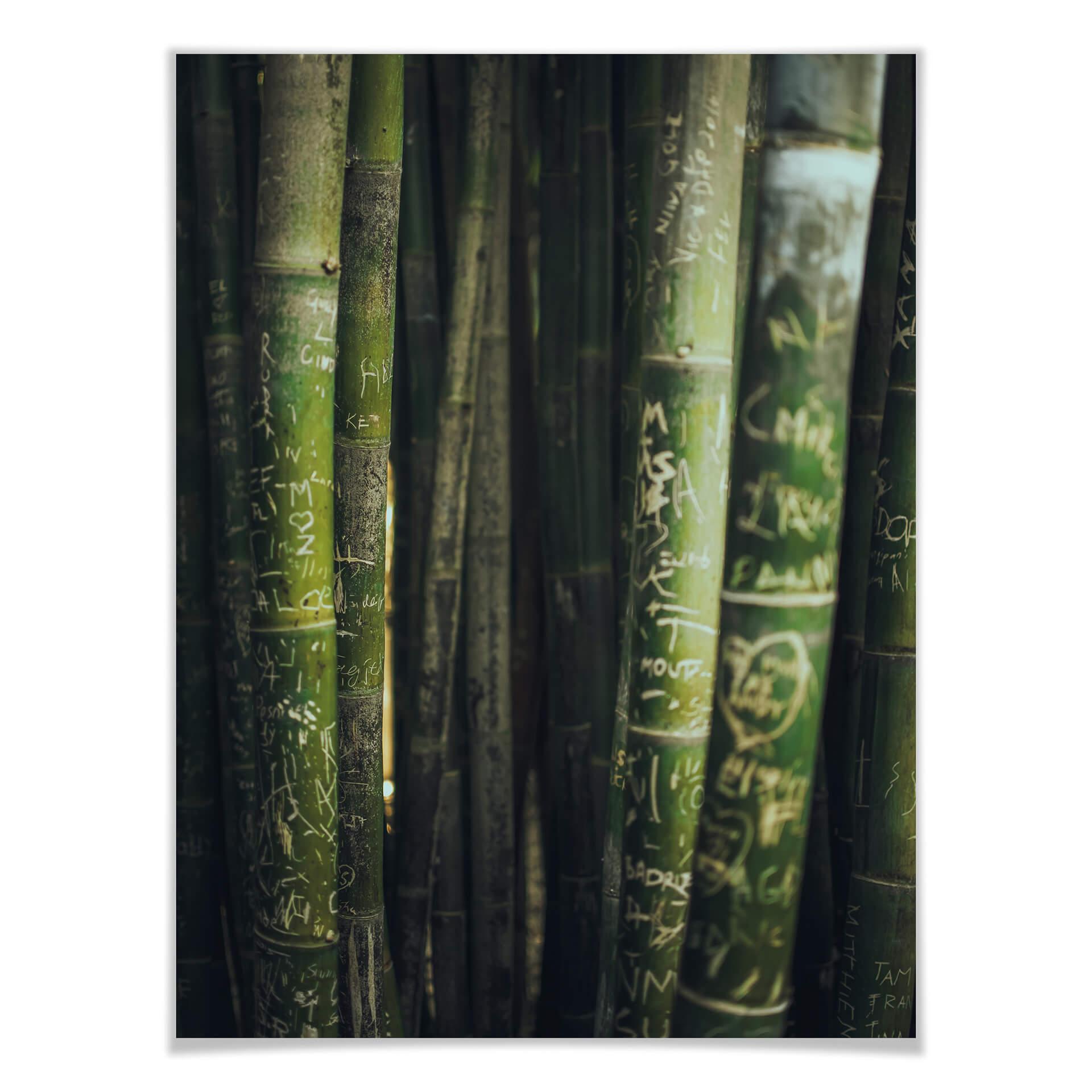 Póster del bambú verde