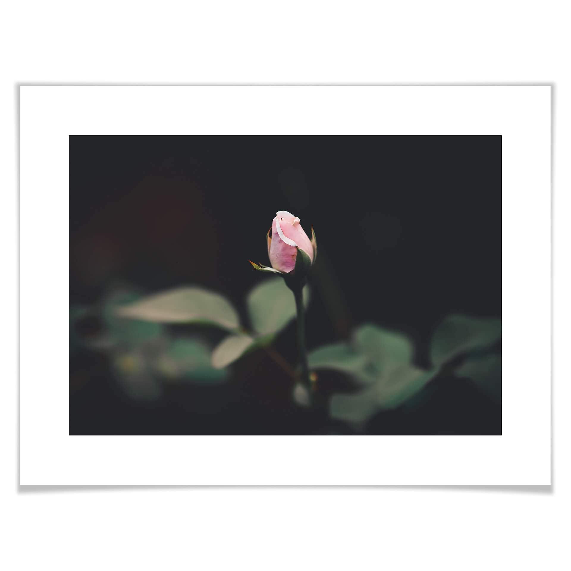 Póster de rosas en flor
