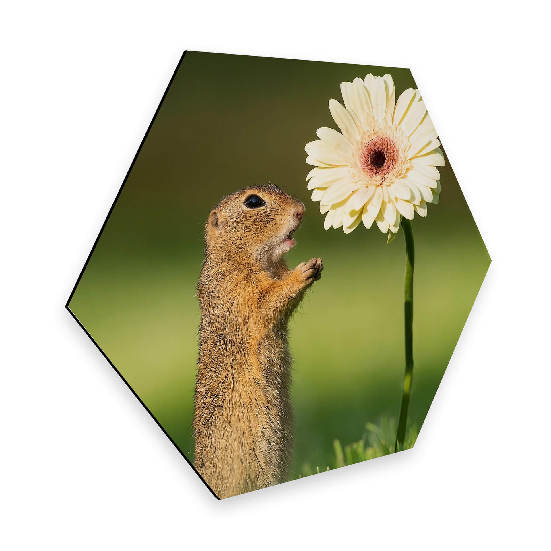 Hexagon - Alu-Dibond Dick van Duijn - Eekhoorn met Gerbera