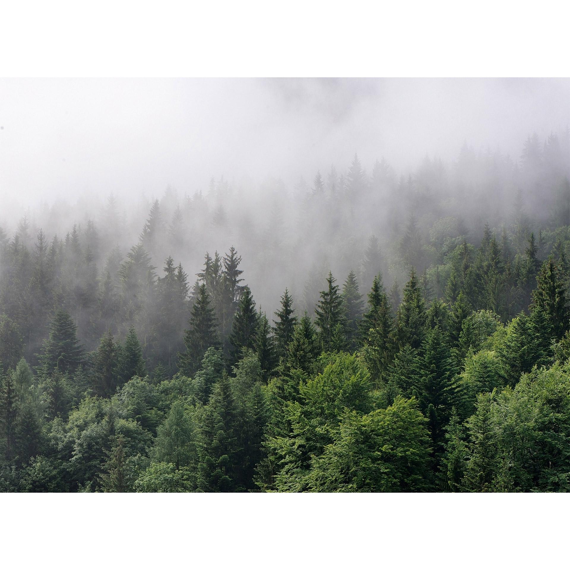 Livingwalls Fotobehang Designwalls Foggy Fir Trees