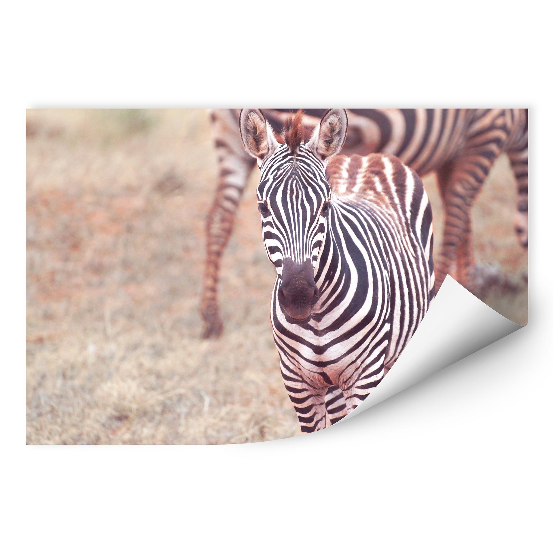 Zelfklevende Poster Zebra Veulen