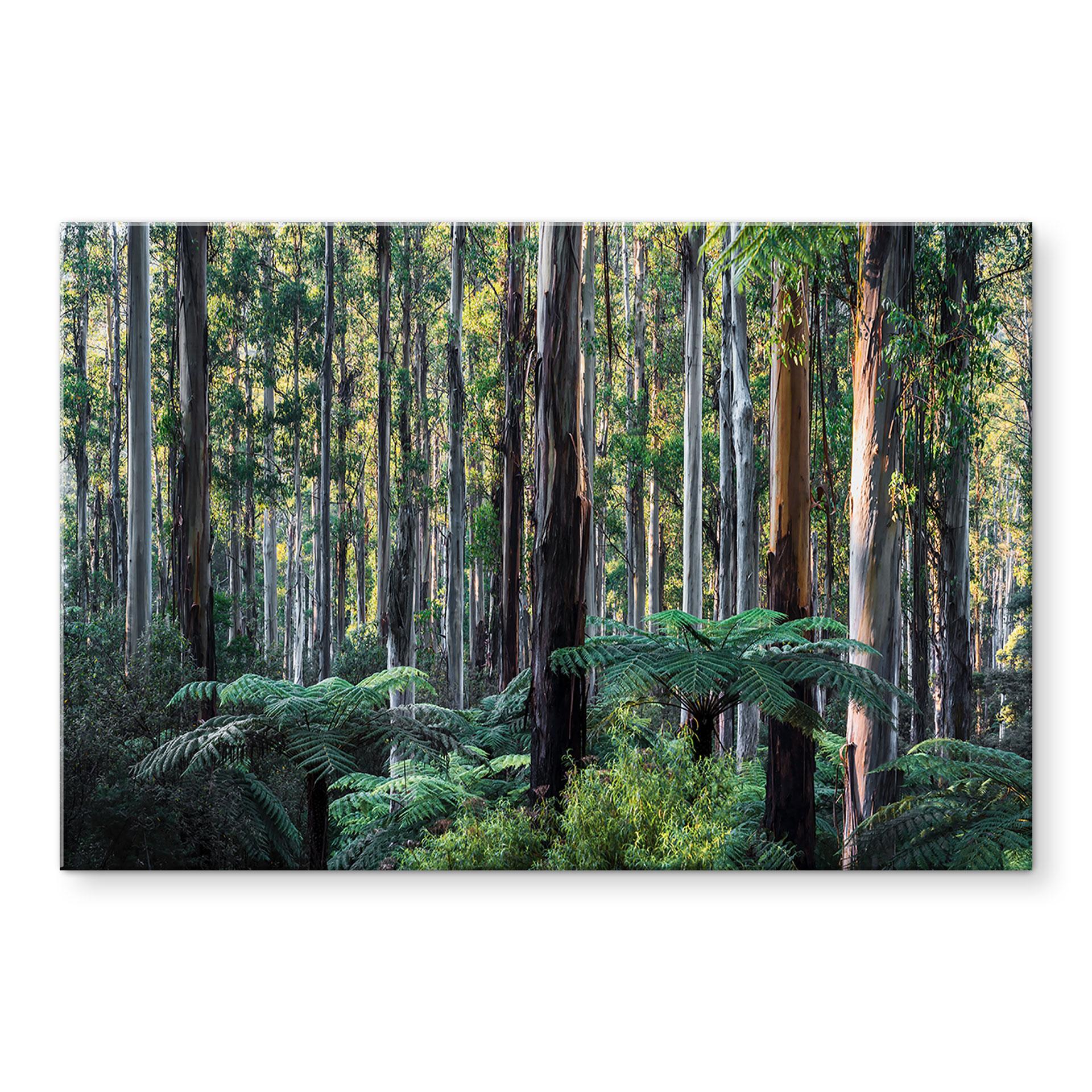 Stænkplade eukalyptusskov i Yarra Ranges - Colombo