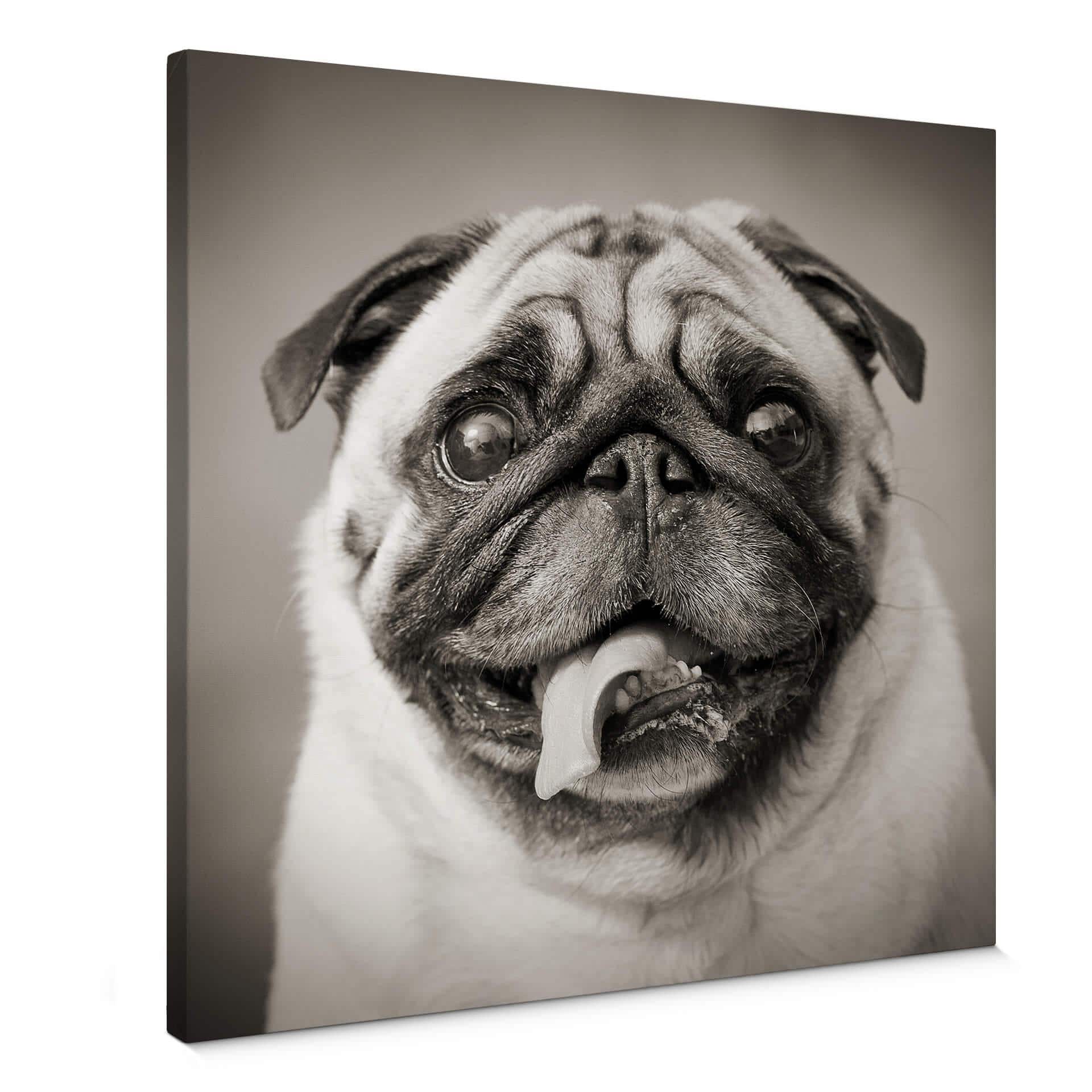 Tableau sur toile Adorable carlin