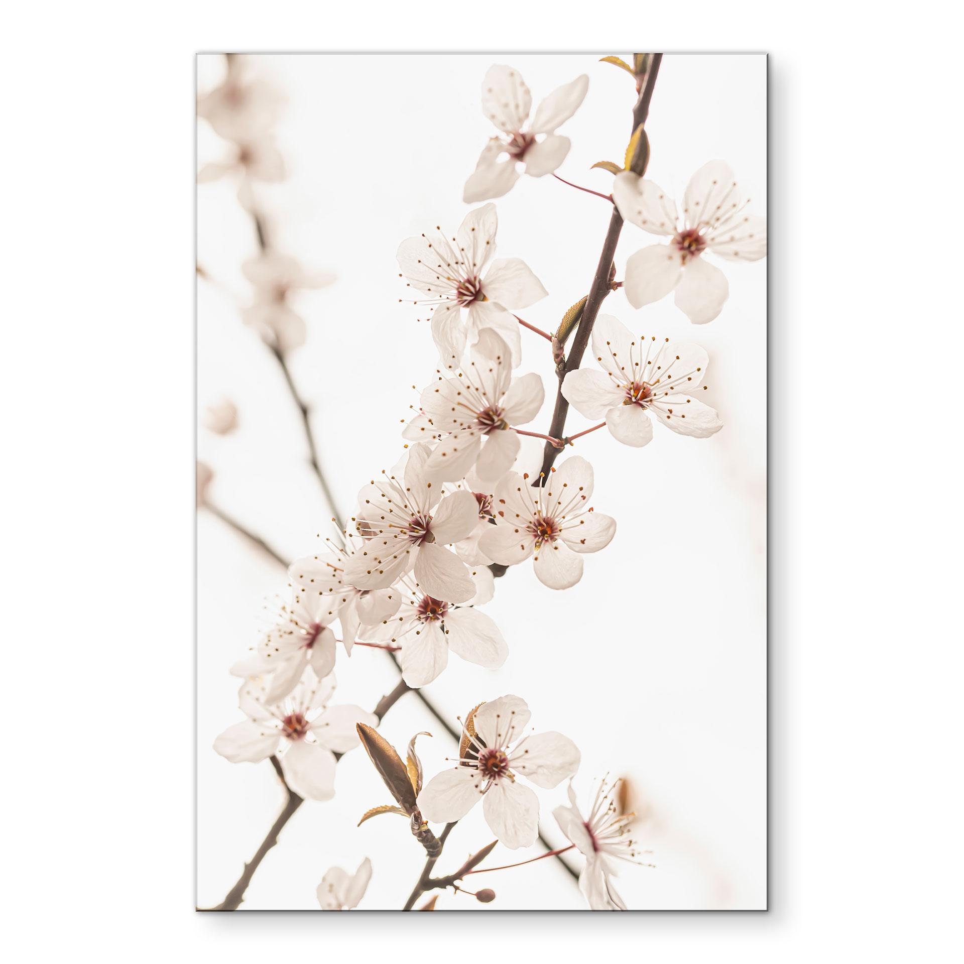 Billede Gren med hvide kirsebærblomster - Sisi & Seb – print på aluminium (Alu-Dibond)