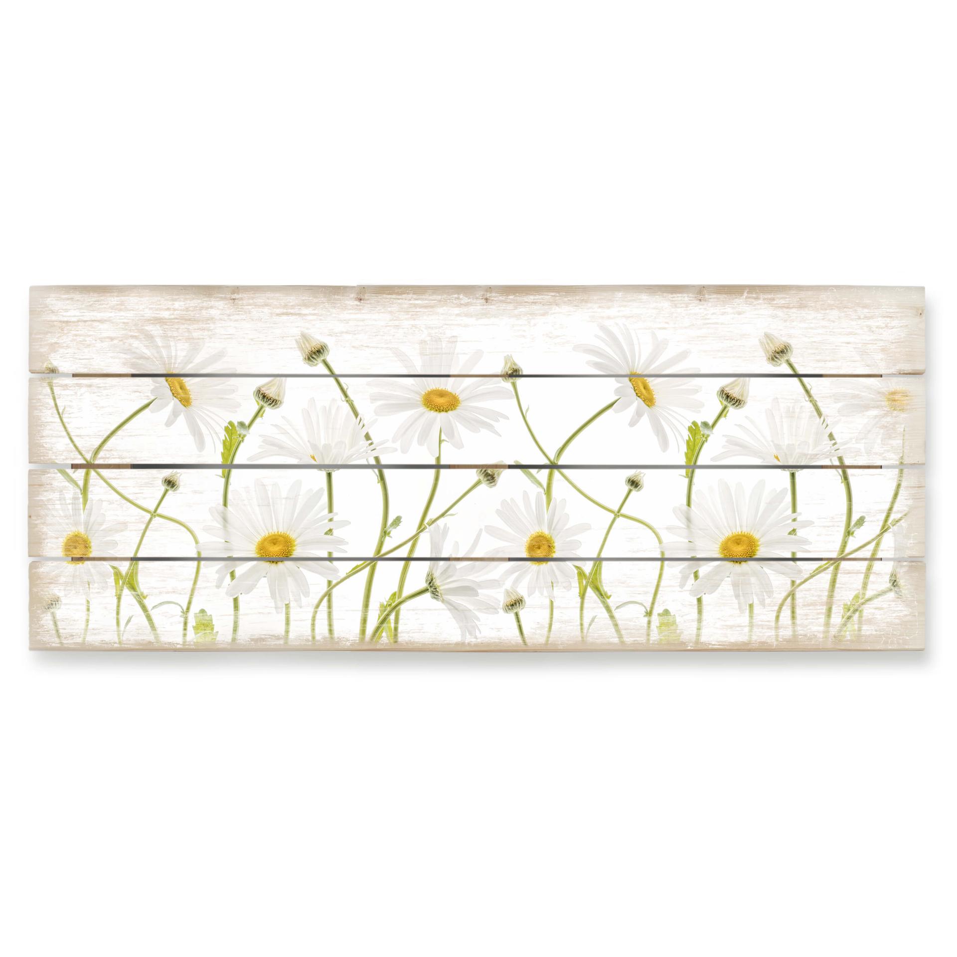 Holzbild Disher - Ox eye Daisies - Panorama - 100x40 cm
