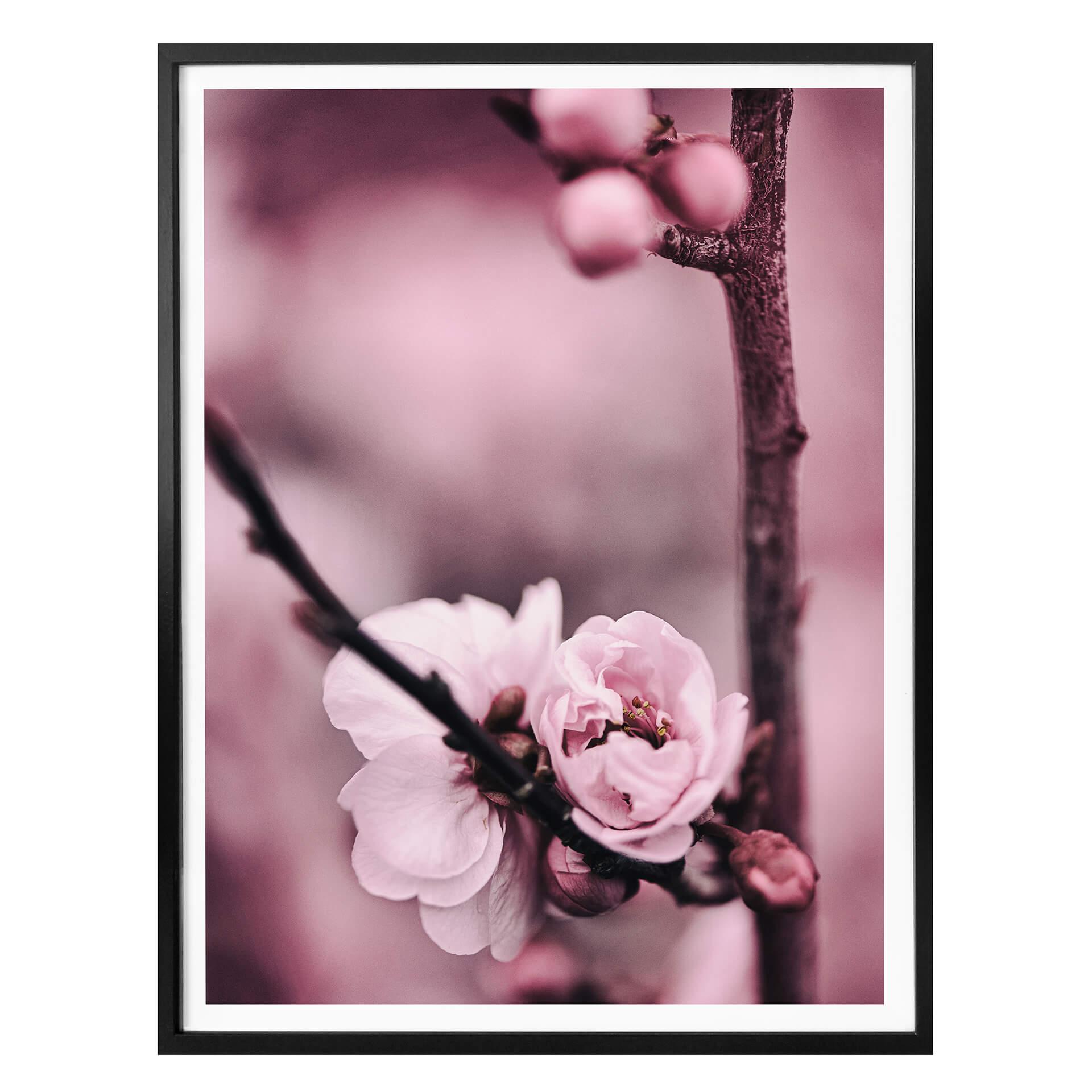 Plakat - Blomsterknopper