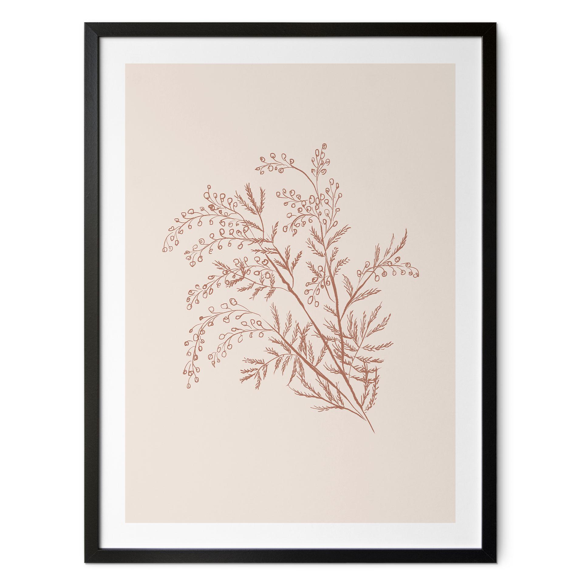 Plakat Gren af akacie i mokkafarver - Anis-illustration