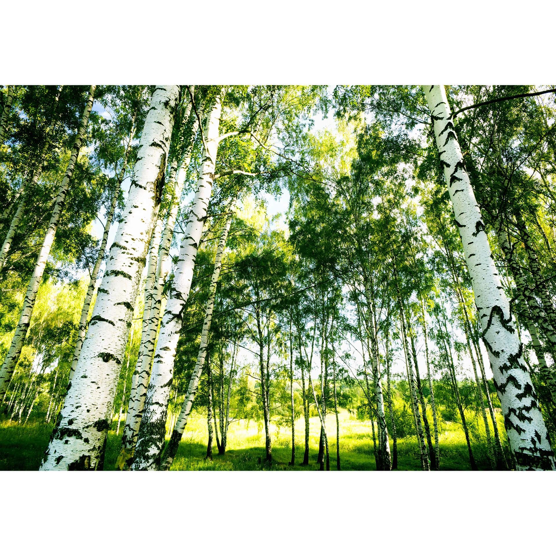 Fotobehang Papierbehang Sunshine Forest - 366x254 cm