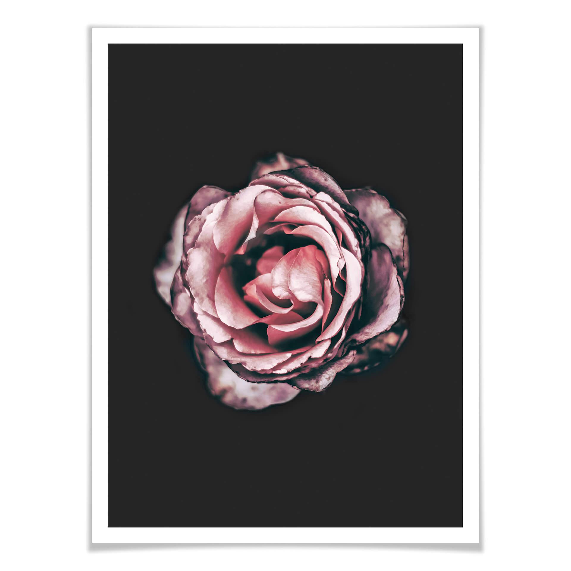 Plakat premium Pink Flower Dream 02