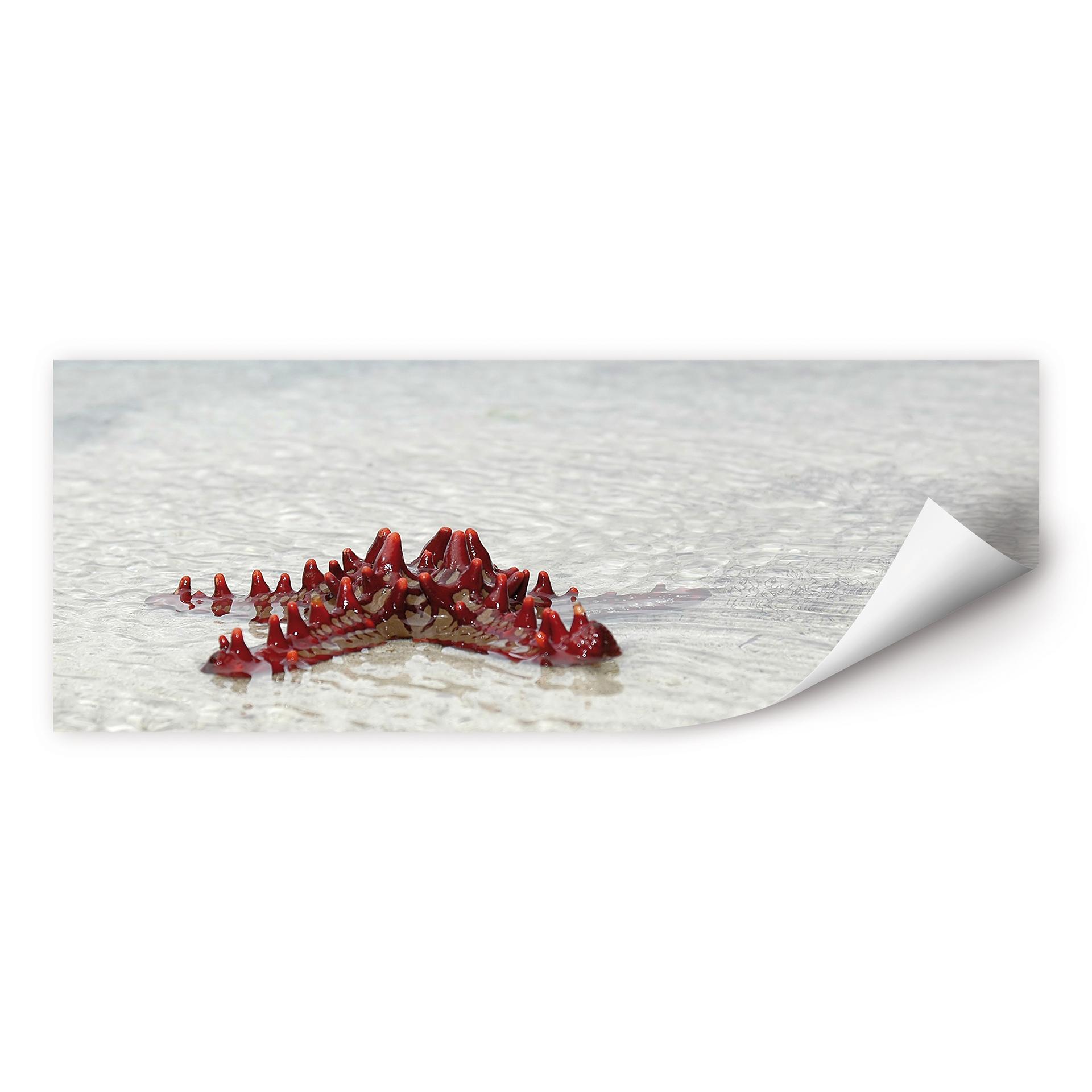 Poster autocollant - W - Étoile de Mer