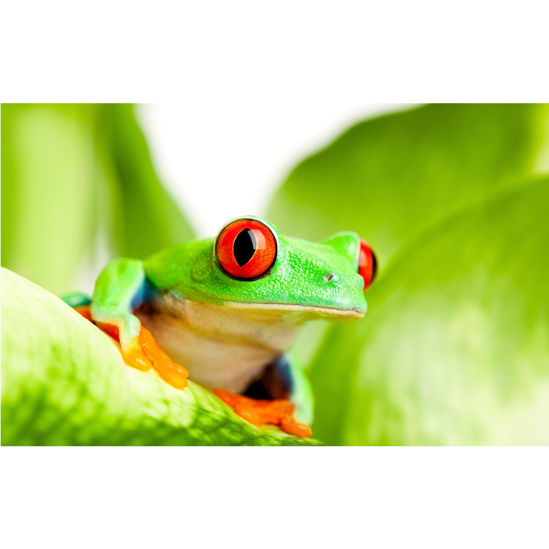 Fotobehang Gifkikker