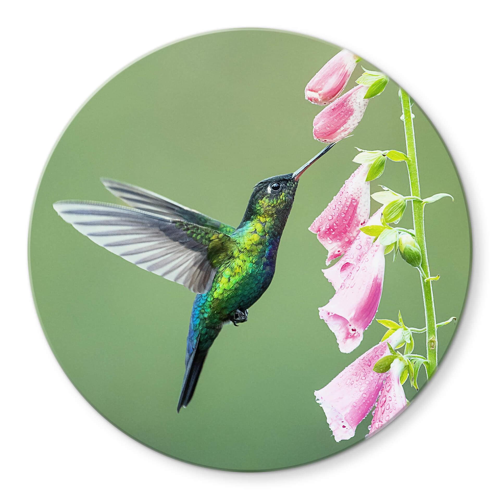 Tableau sur verre rond van Duijn - Colibri dans la magie des fleurs roses