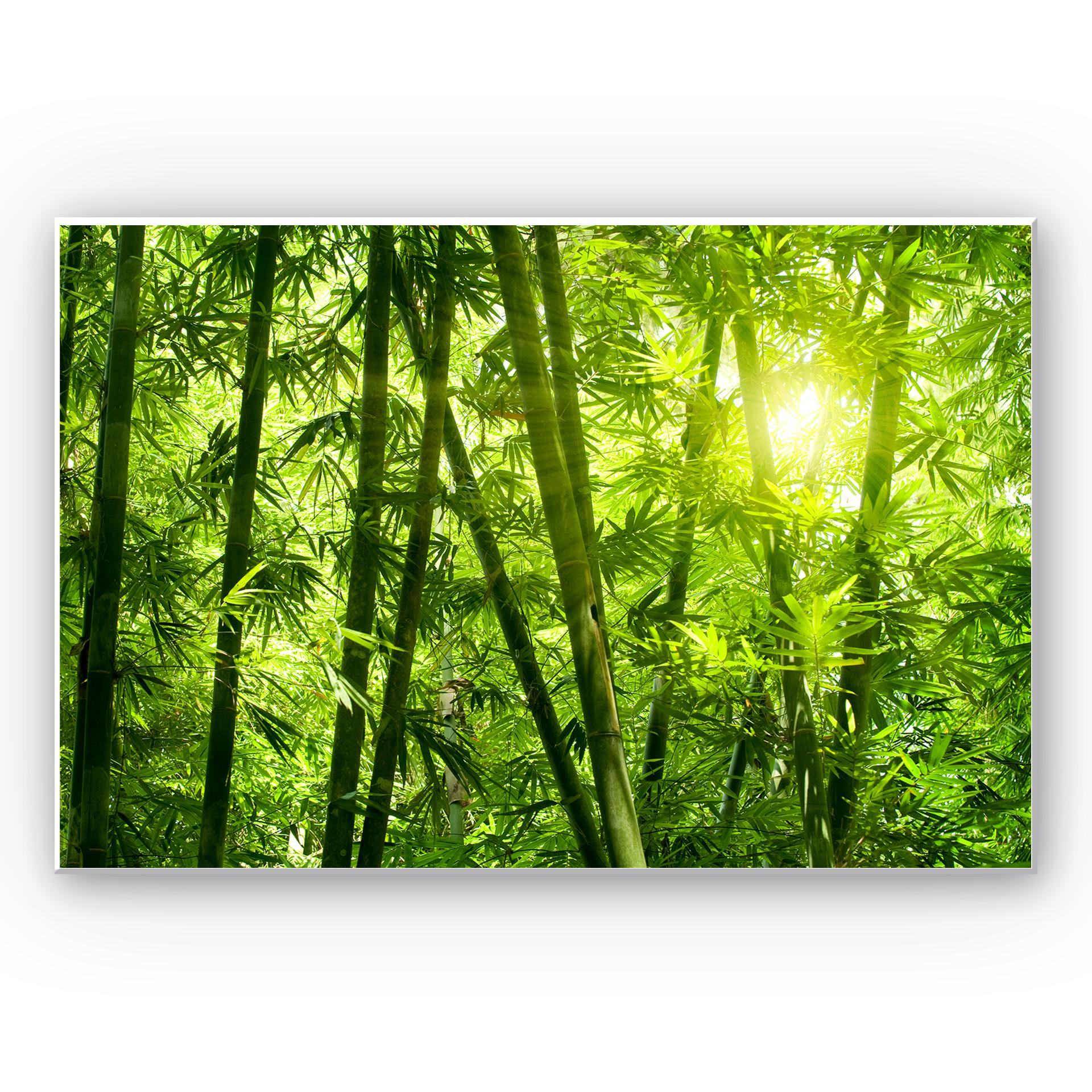 Tableau Forex - Rayon de soleil dan la forêt de bambous