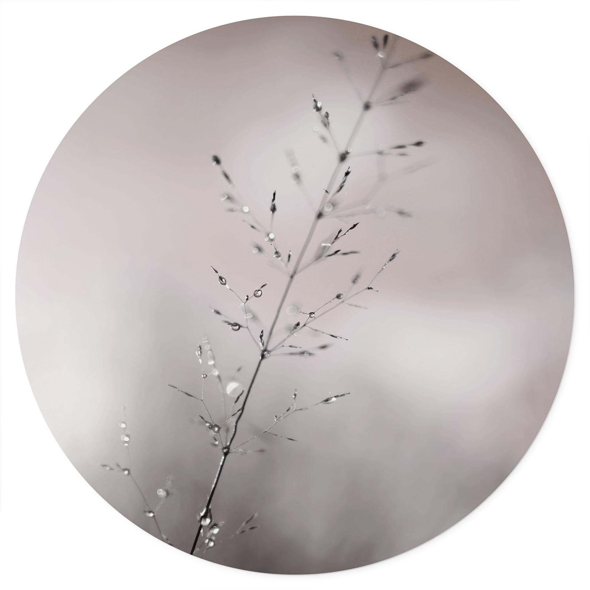 Muursticker Grasblad met dauwdruppels - Sillen - Rond