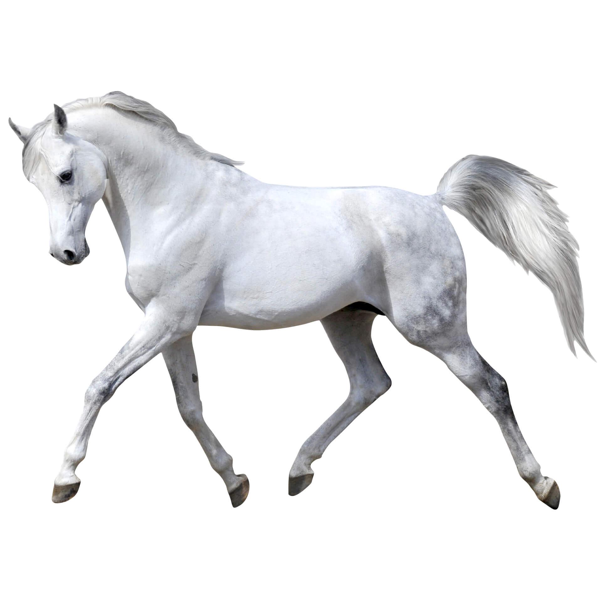 Wandtattoo Real Horse