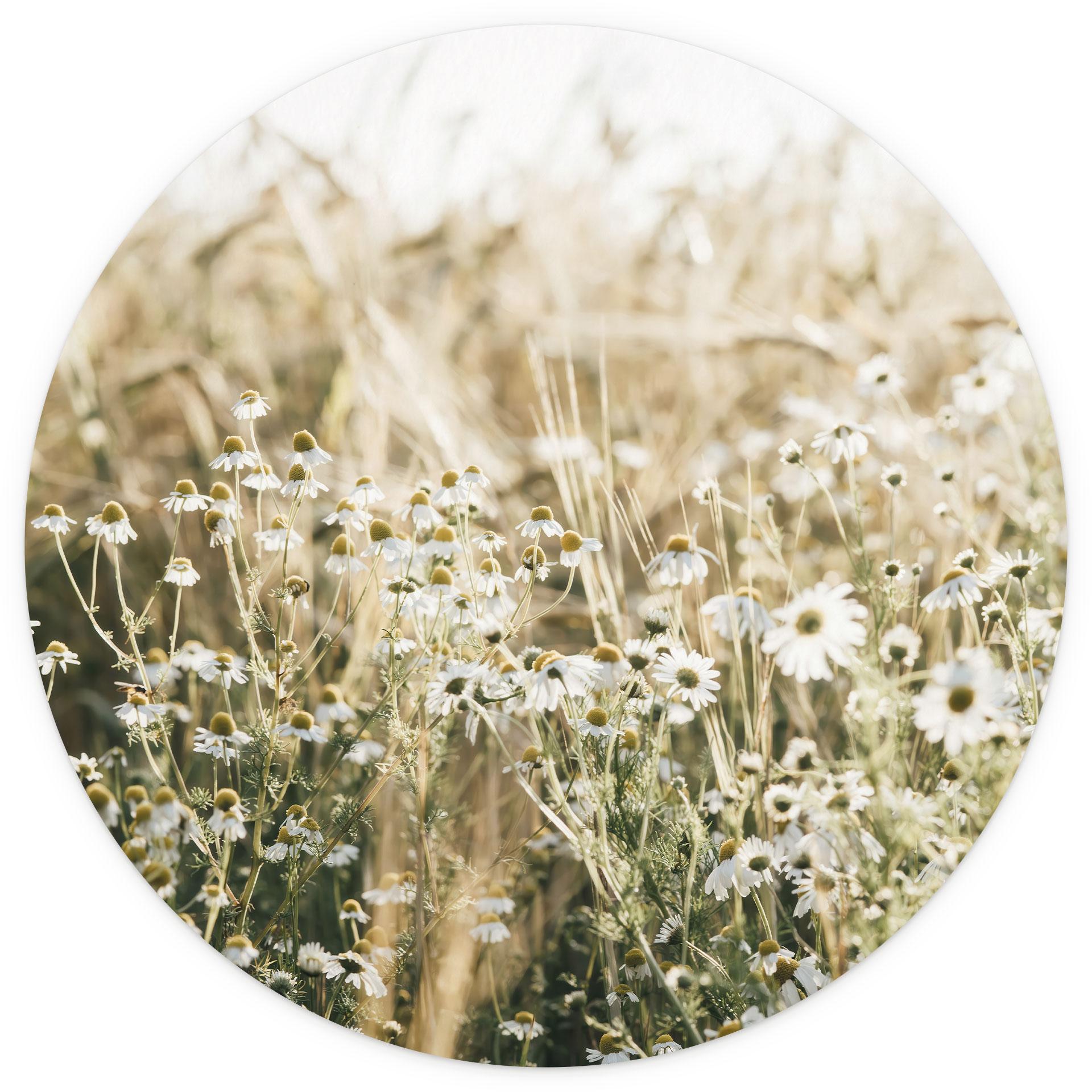 Bloemen Fotobehang Zomerweide met kamille - Annie - Rond - vliesbehang/zelfklevend vliesbehang