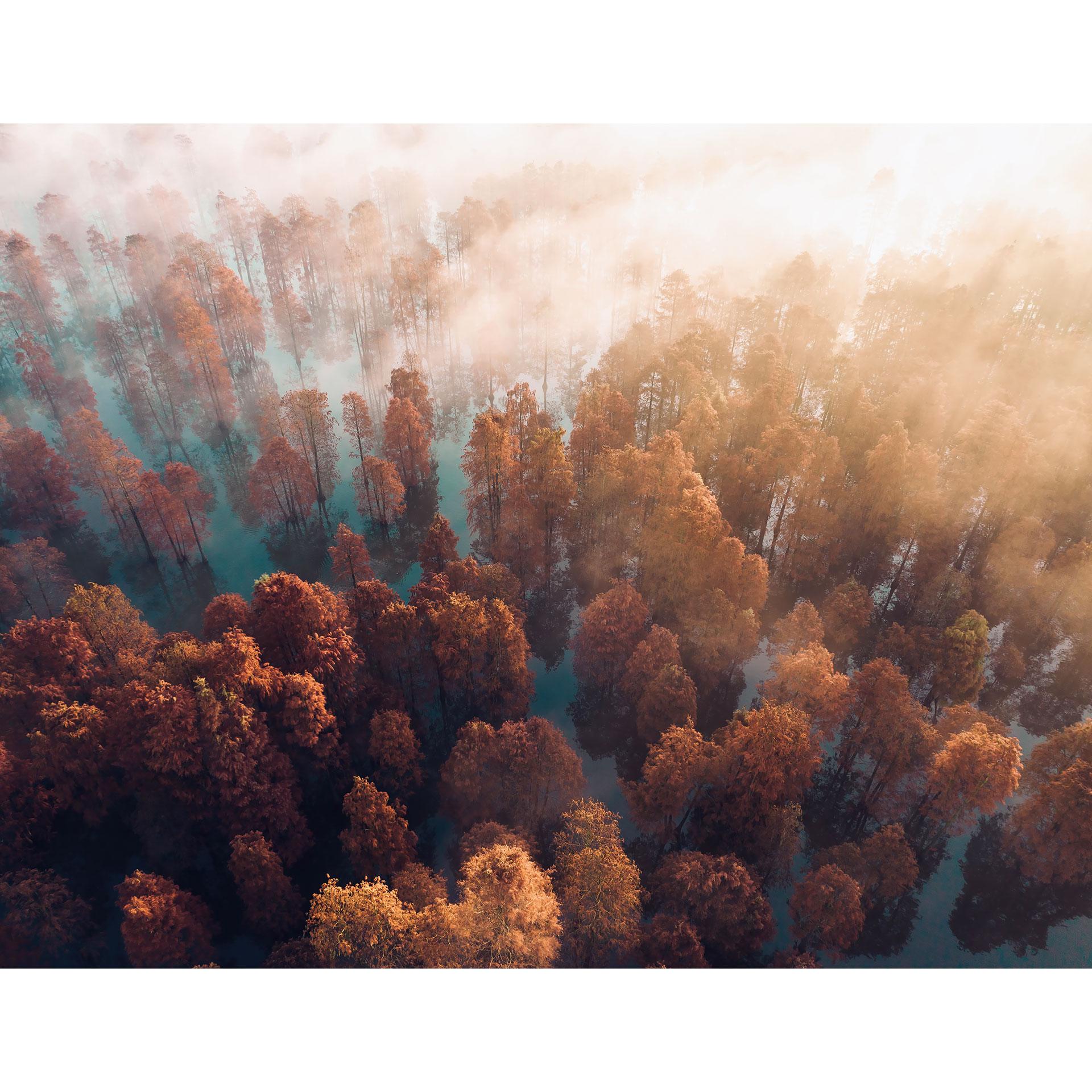Fotobehang Herfstbos in de mist - Ioricon