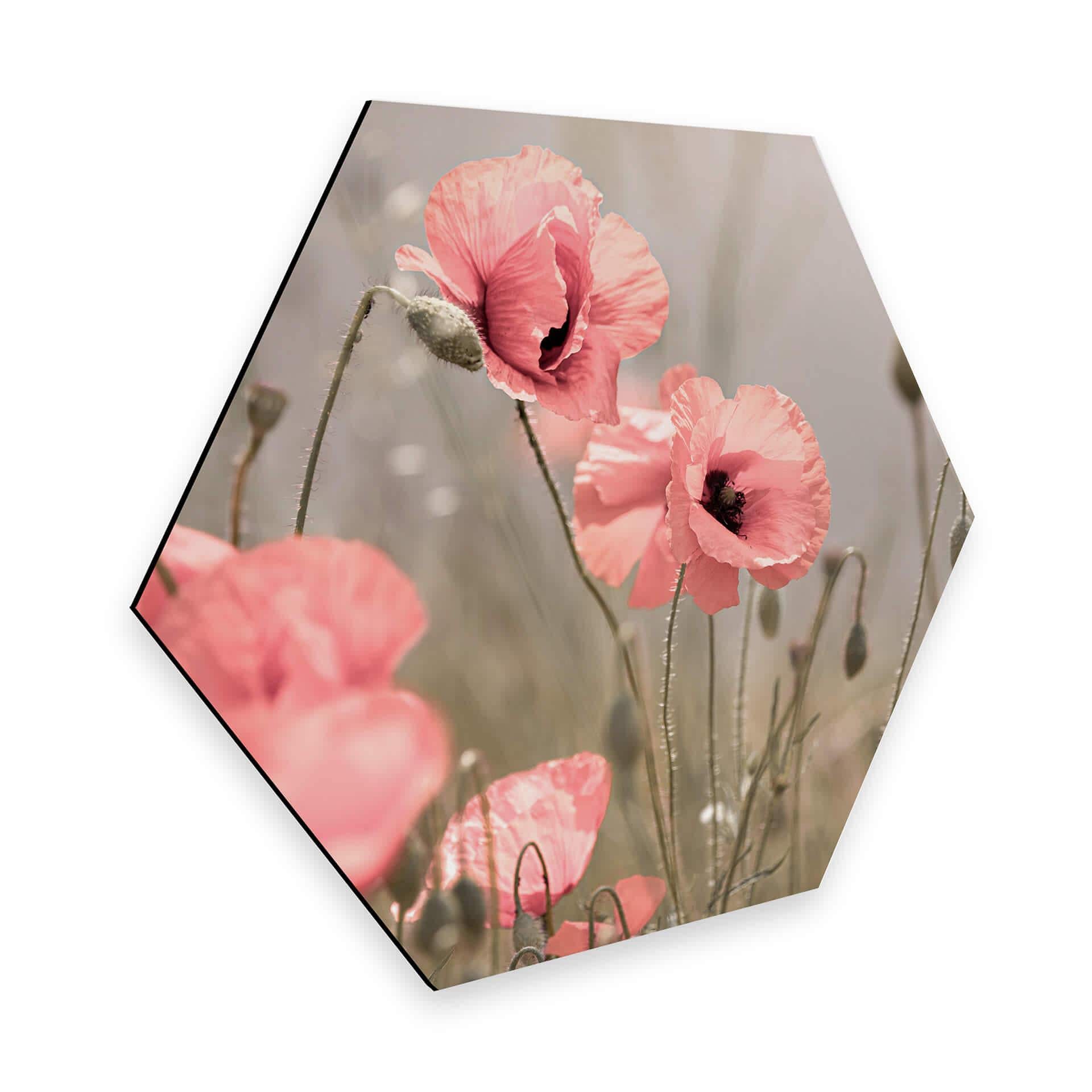 Hexagone - Alu-Dibond Delgado - Fleur de coquelicot romantique