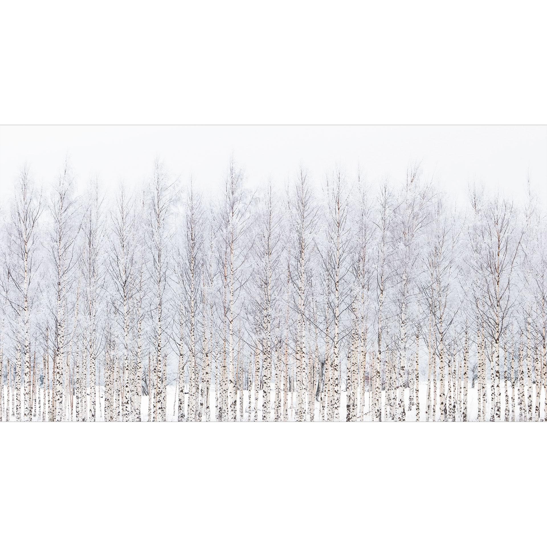 Bos Fotobehang berkenbos in winter - EMELIEmaria