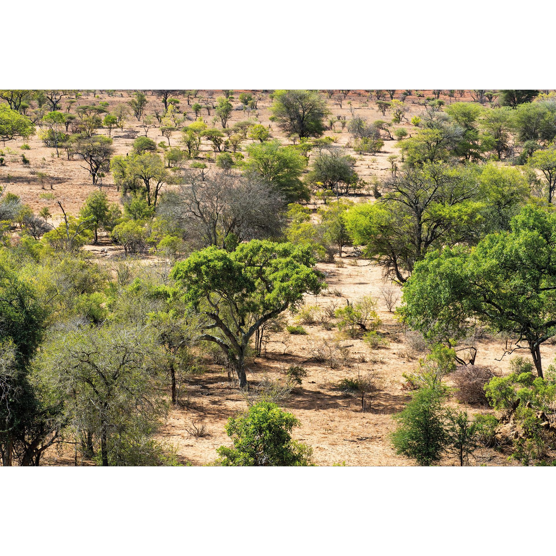 Afrikaanse savanne landschap Fotobehang - Hugonnard