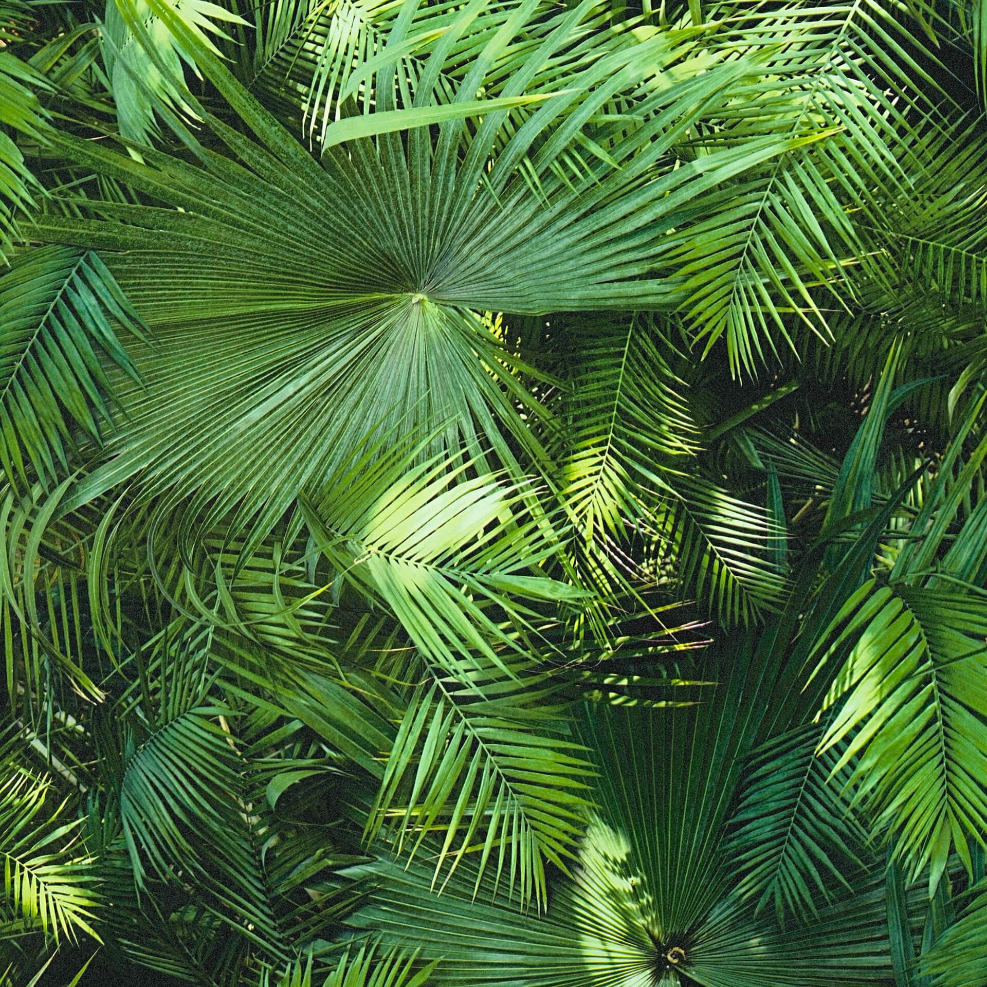 Livingwalls Vliesbehang Neue Bude 2.0 Palmenprint