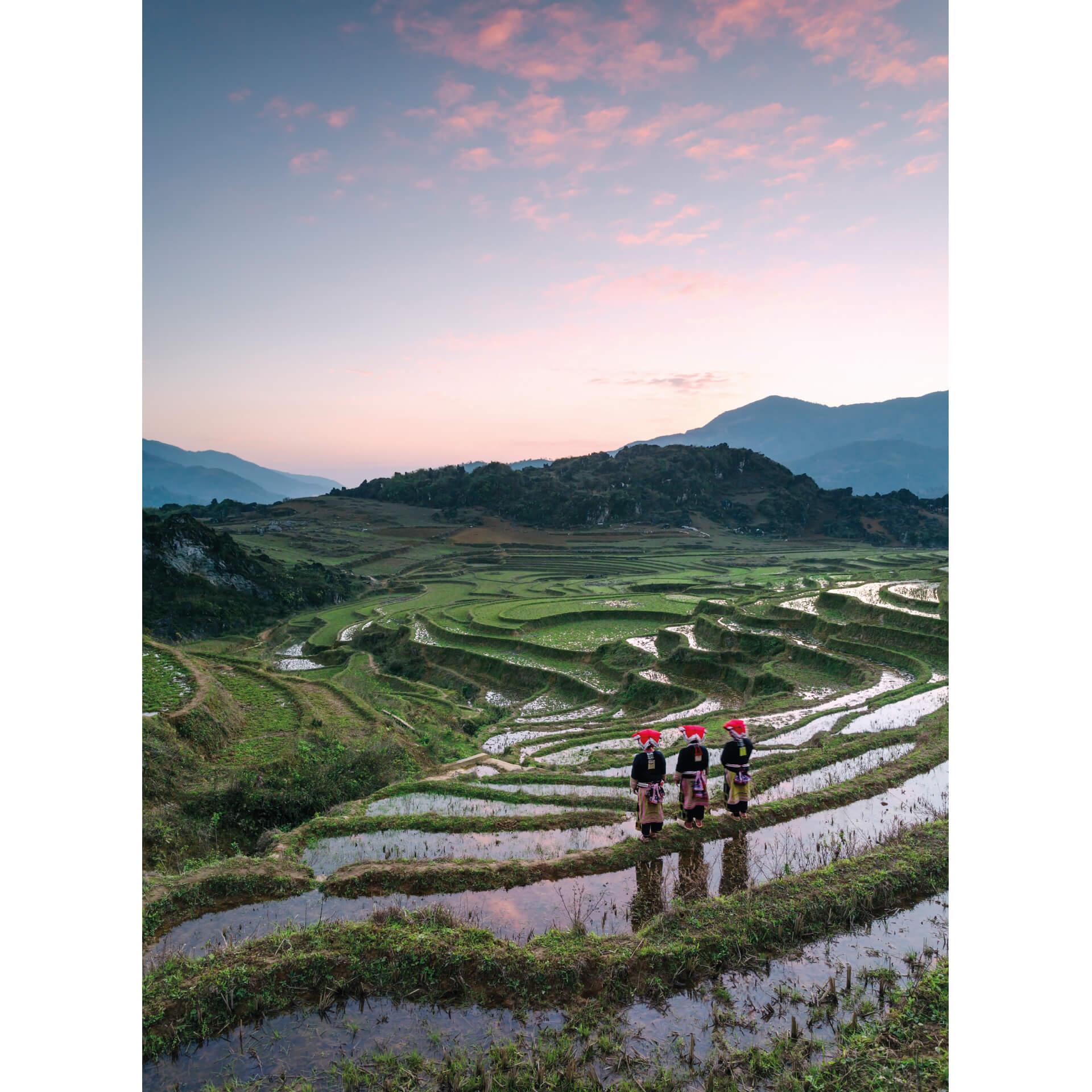 Fotobehang Colombo - Rijstvelden in Vietnam