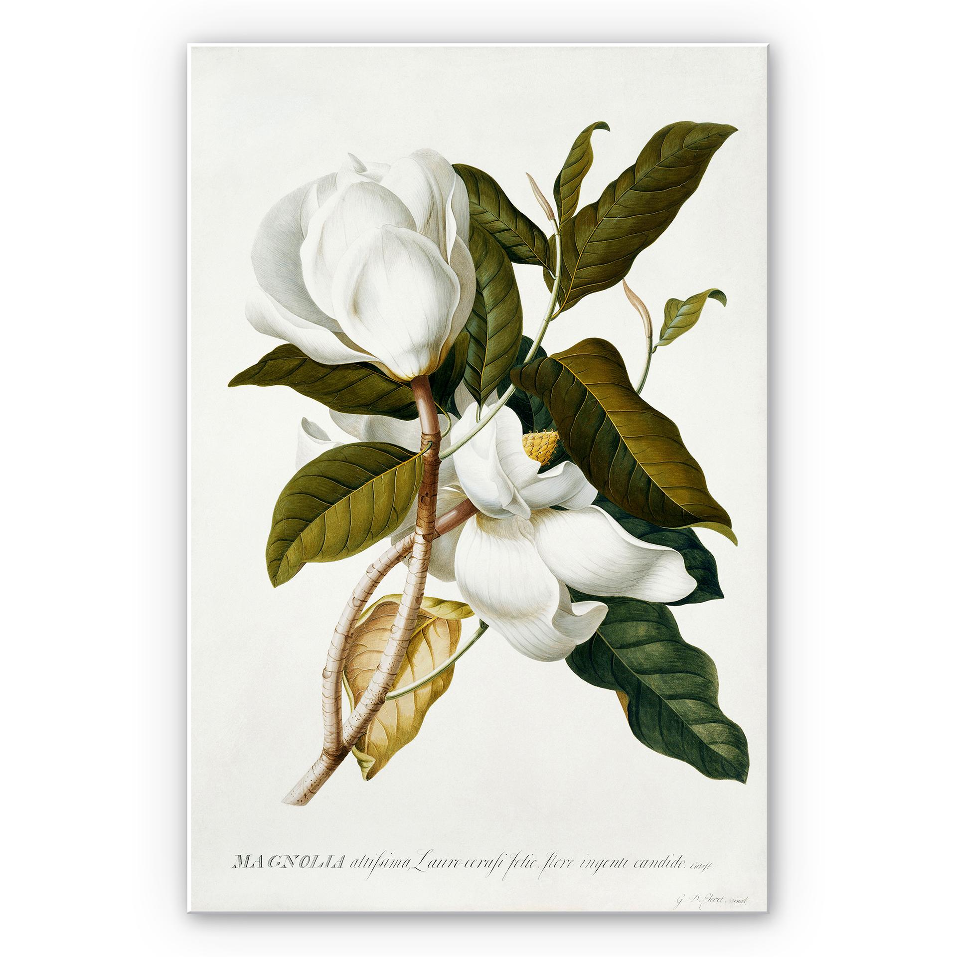 Tableau Forex - Ehret - Magnolia