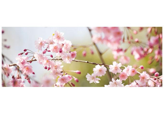 Fensterbild Cherry Blossoms