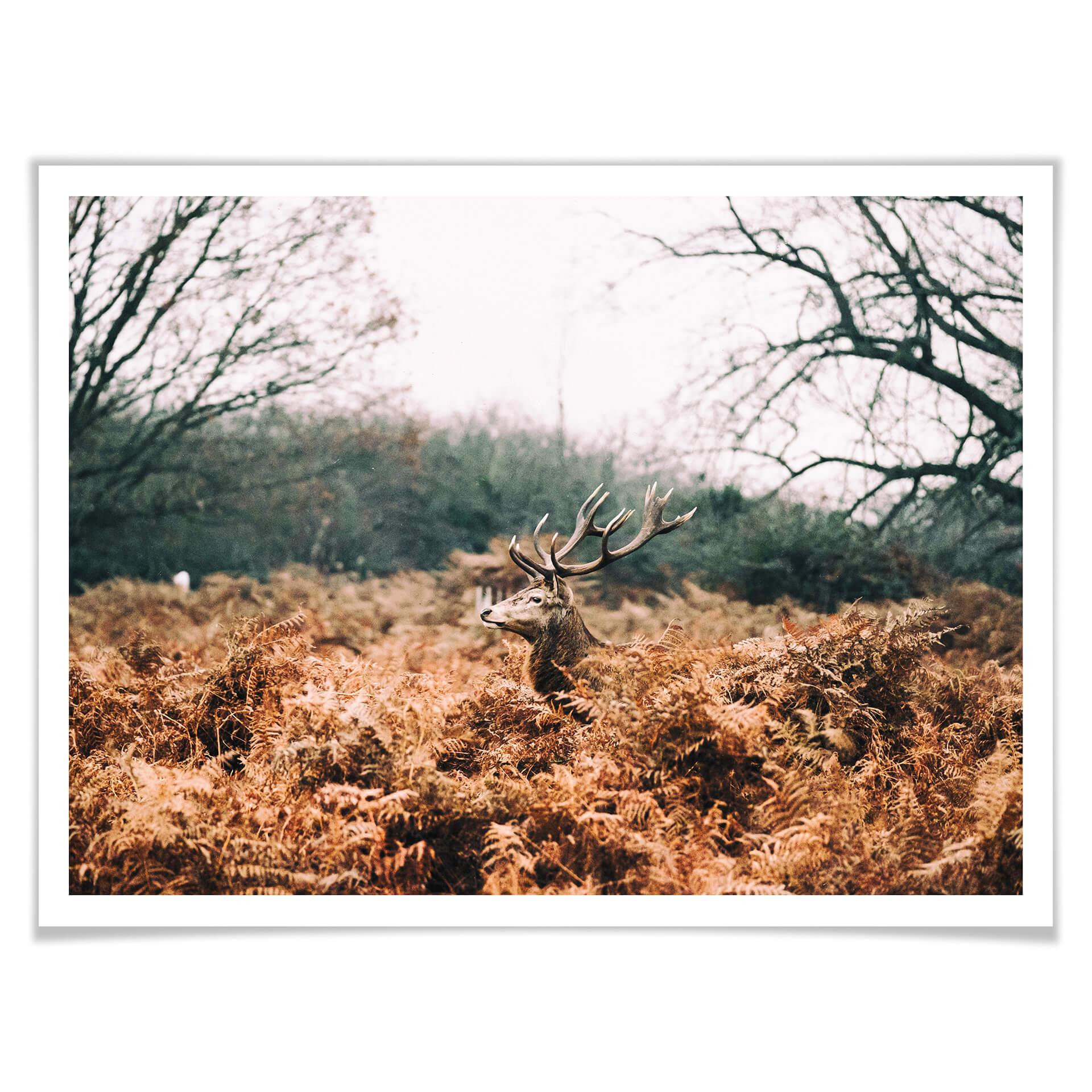 Póster En el bosque