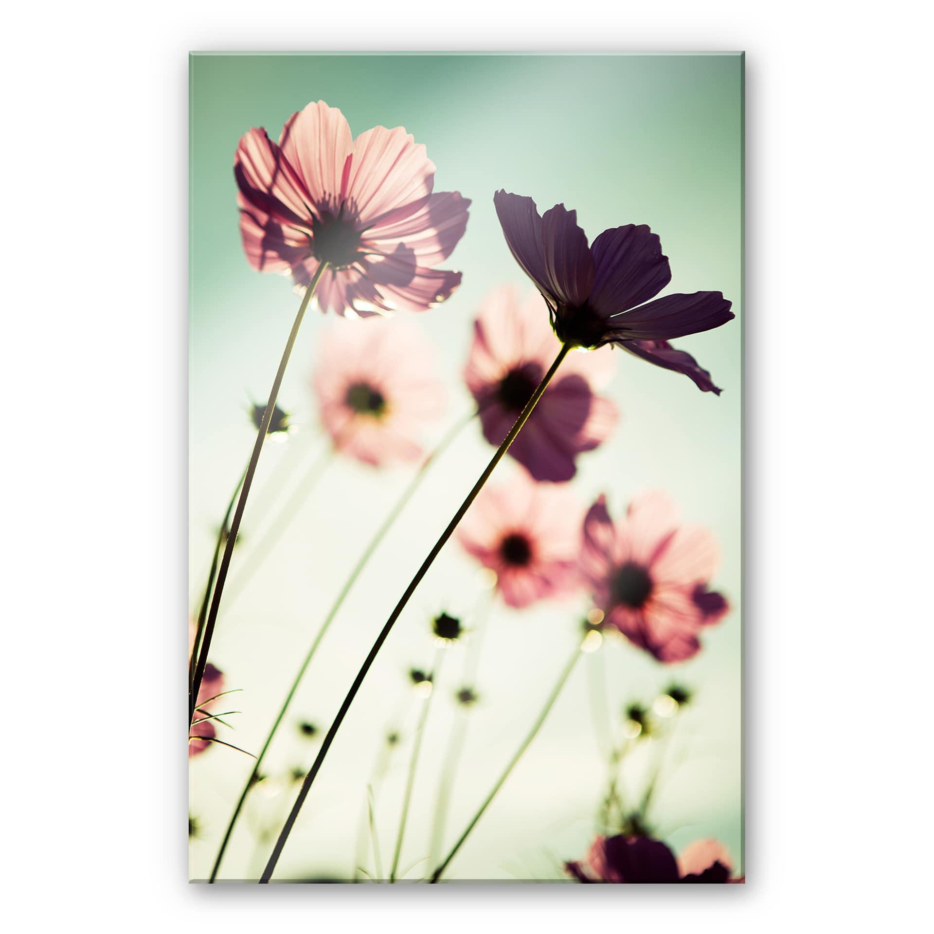 Akrylbillede Pink Cosmos