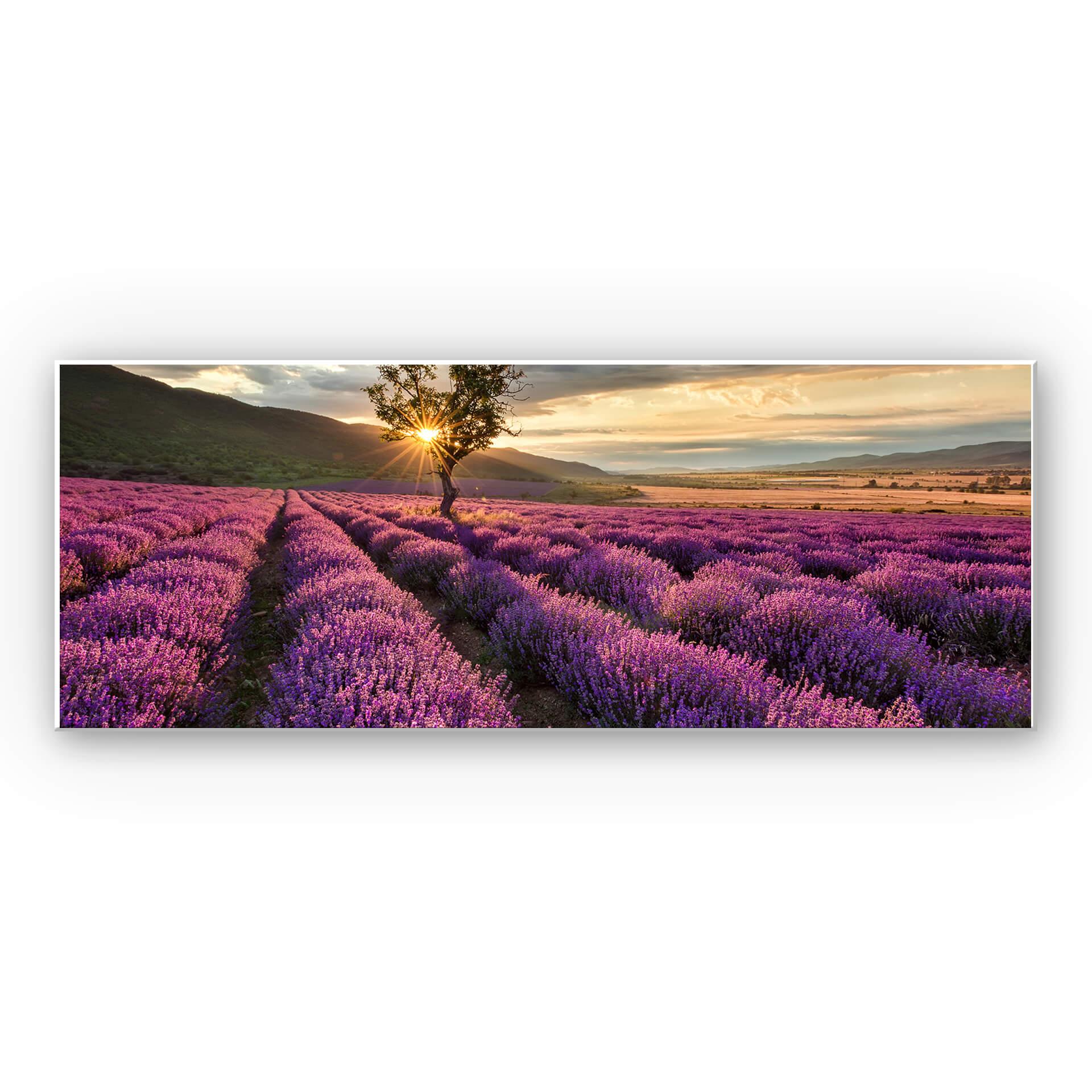 Tableau Forex - Floraison de lavande en Provence - Panorama 01