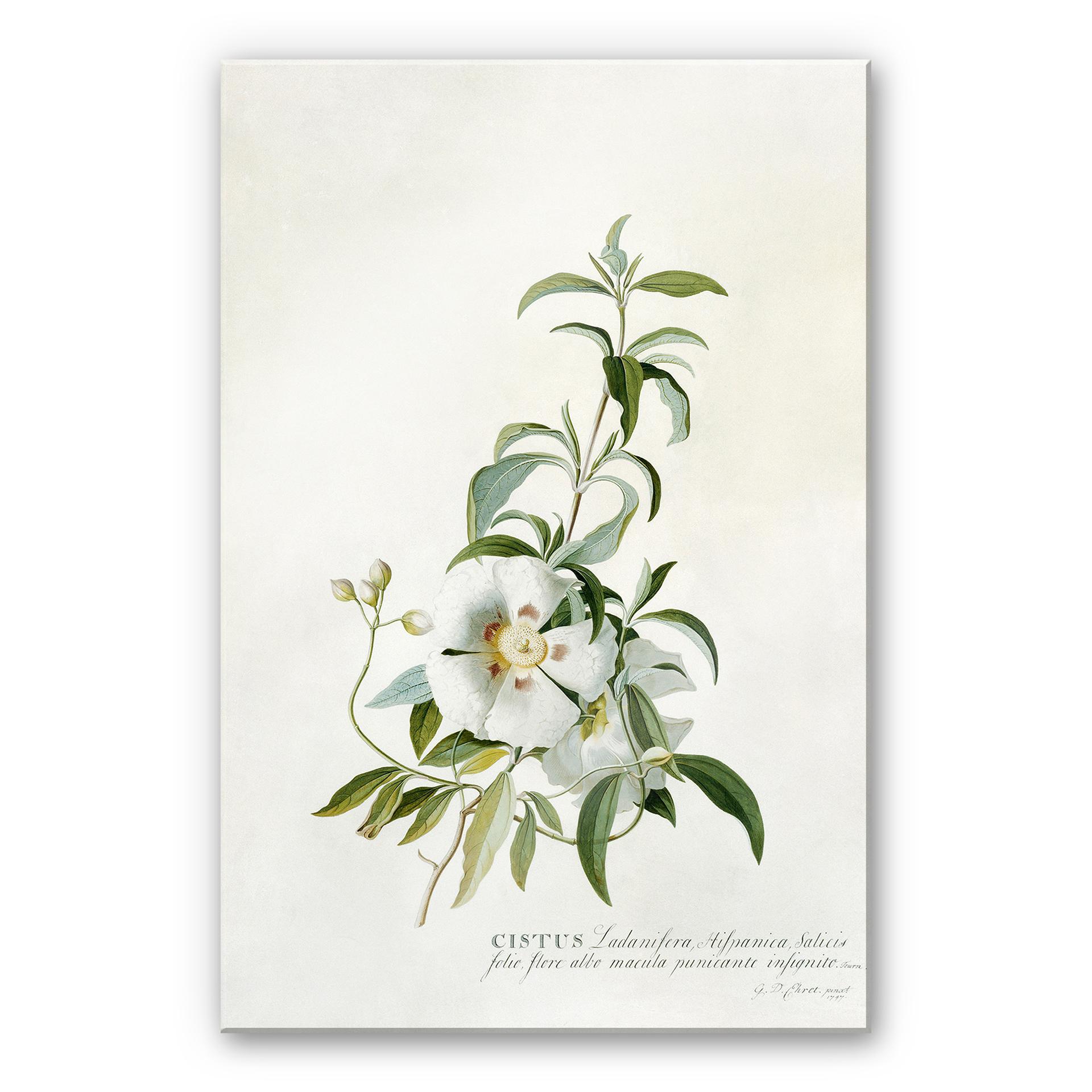 Akrylbillede Ehret - Cistus
