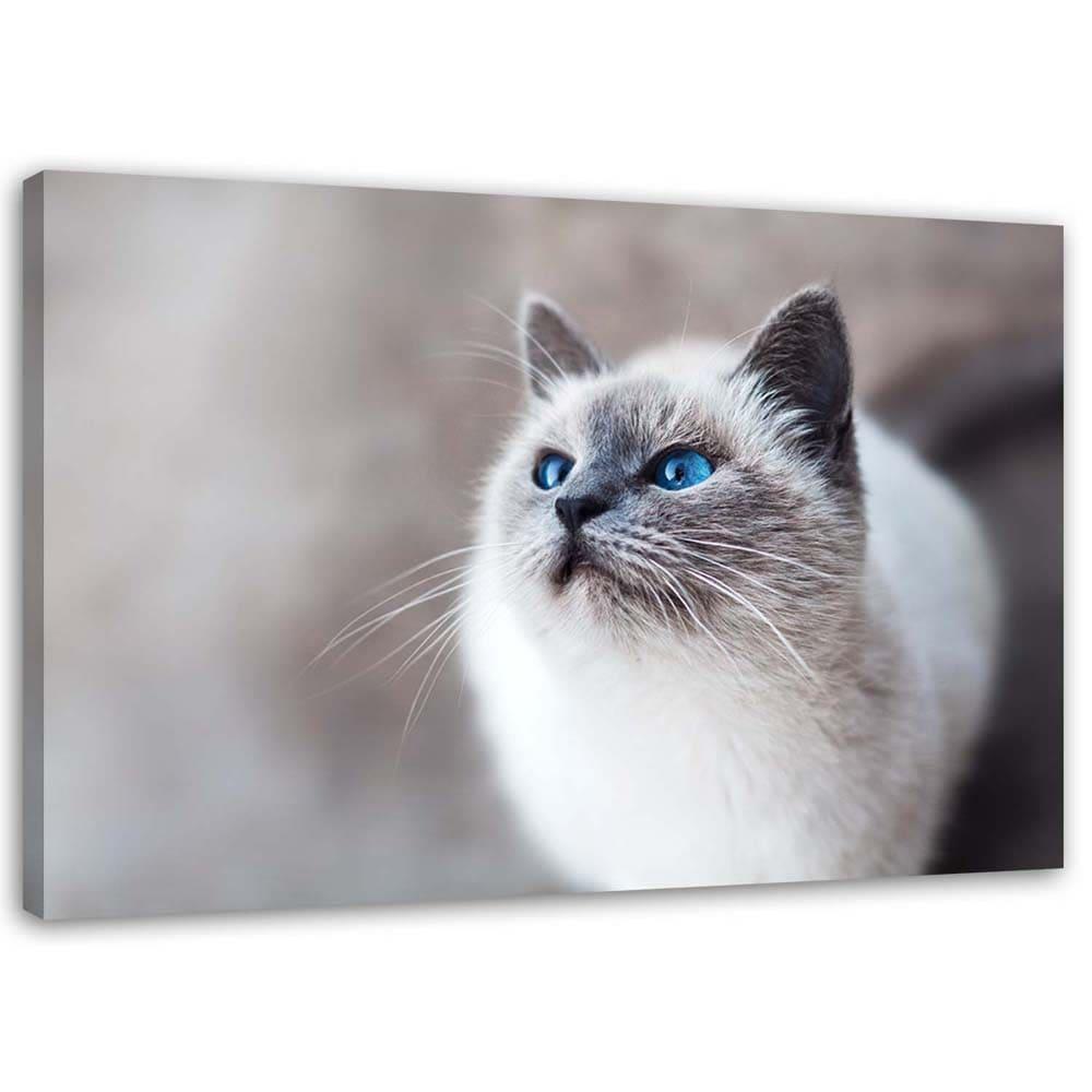 Canvasbillede, Sibiriske kattedyr