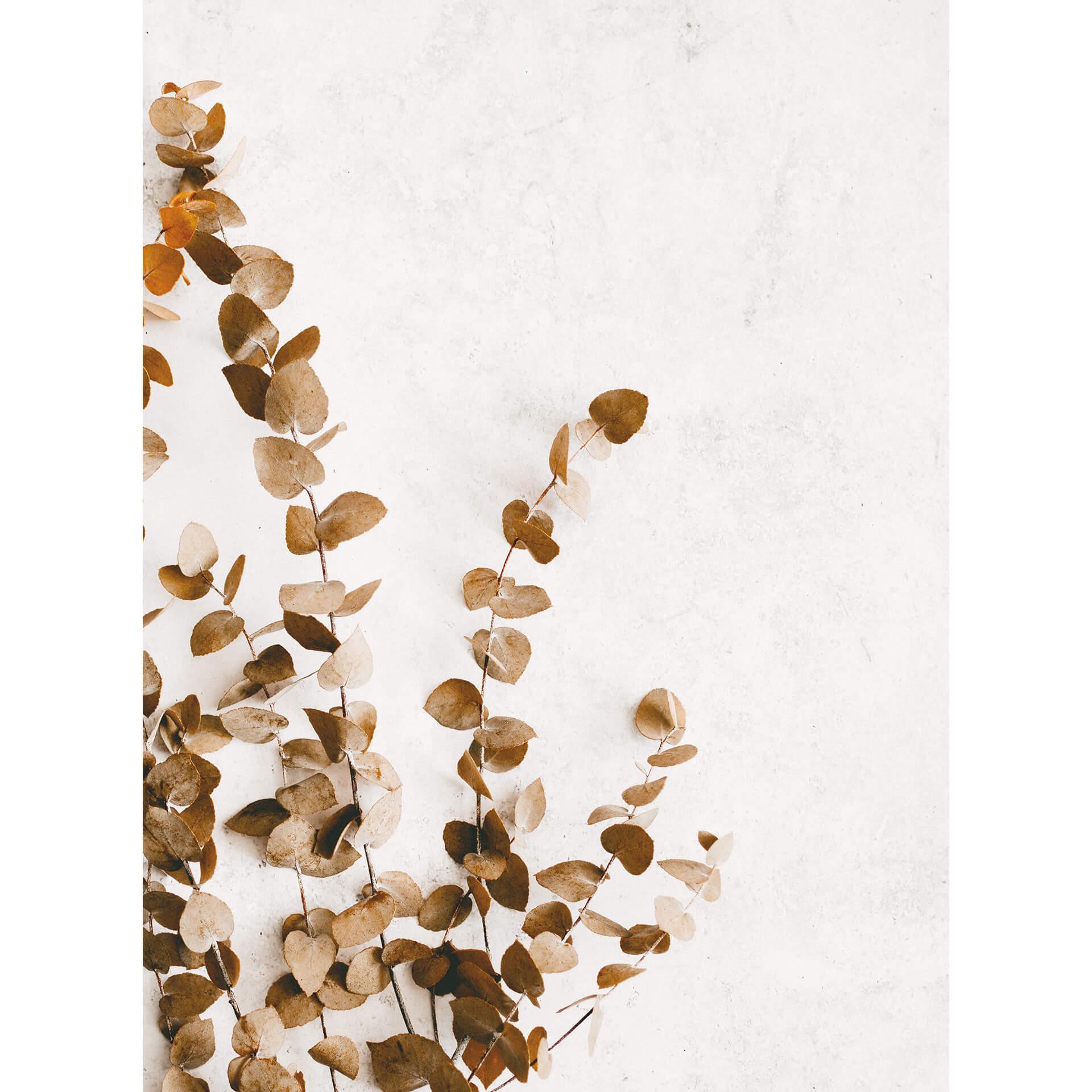 Fotobehang Annie - Dried Leaves