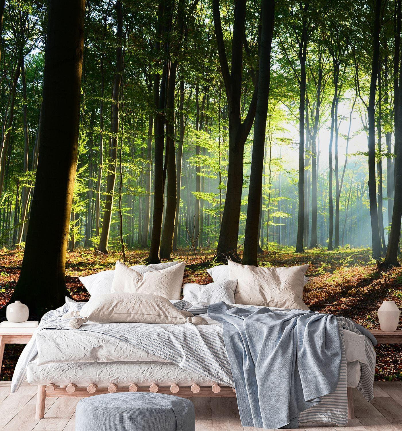 Fototapete, Wald Baume Sonne Natur Landschaft