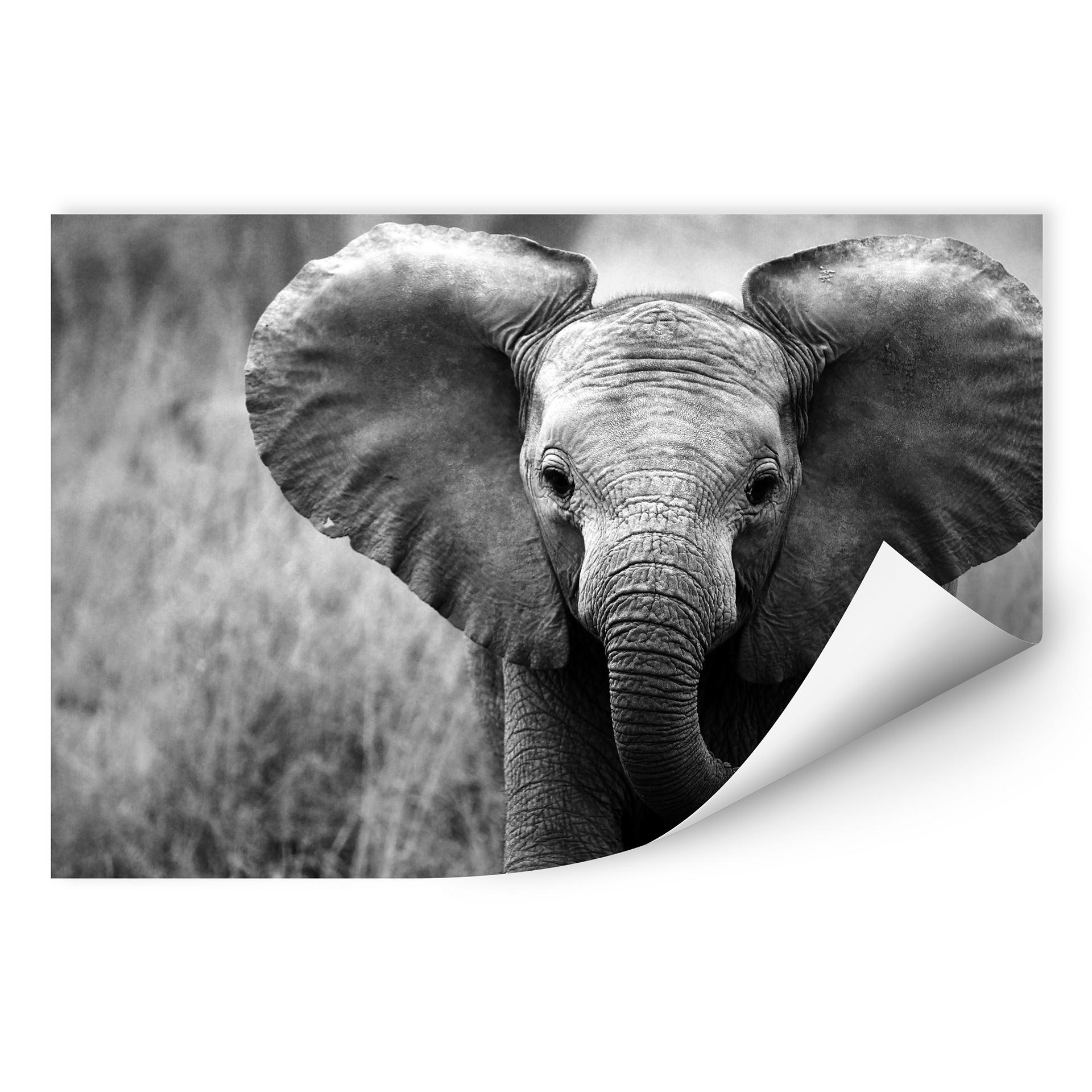 Zelfklevende Poster - Jumbo het Olifantje