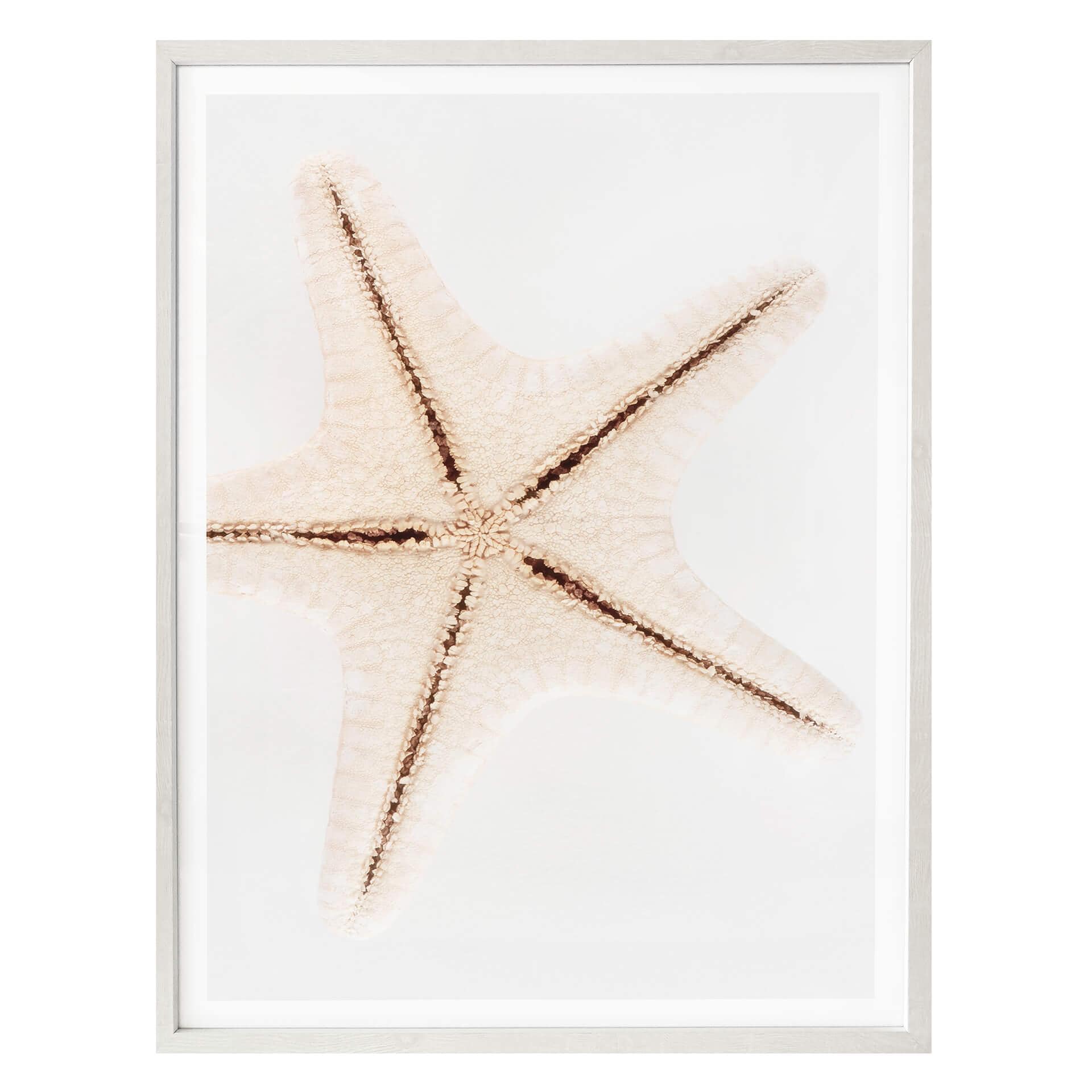 Plakat - Hugonnard - White Starfish
