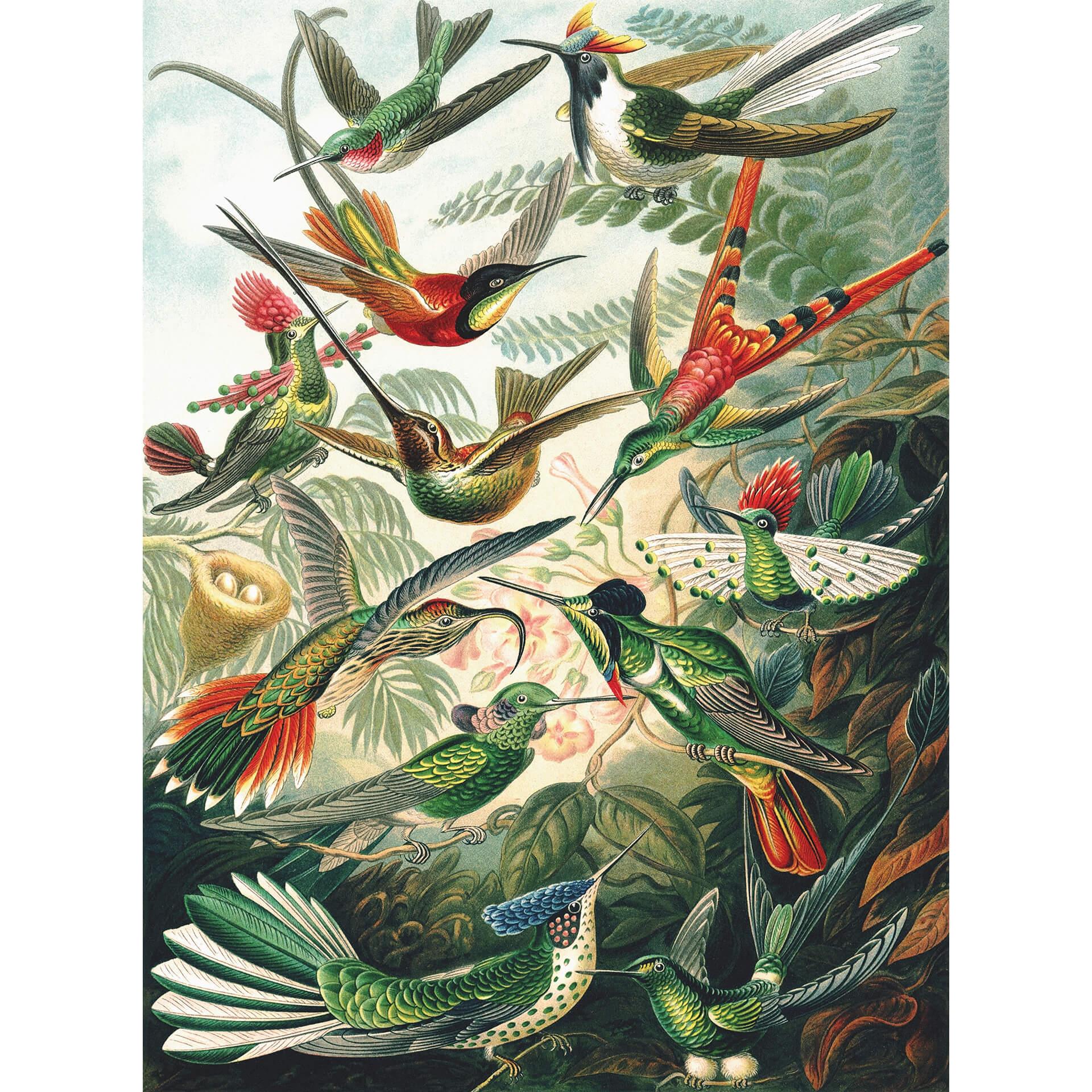 Fotobehang Haeckel - Kolibries