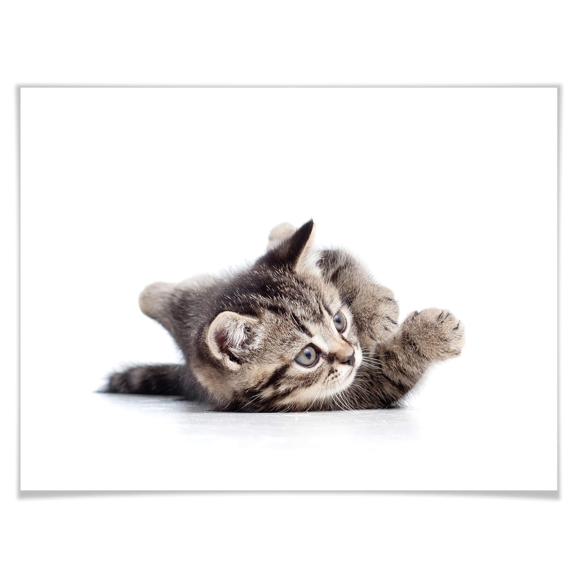 Póster gatito juguetón