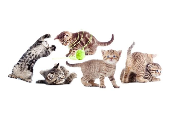 Fensterbild Real baby cats Set 02