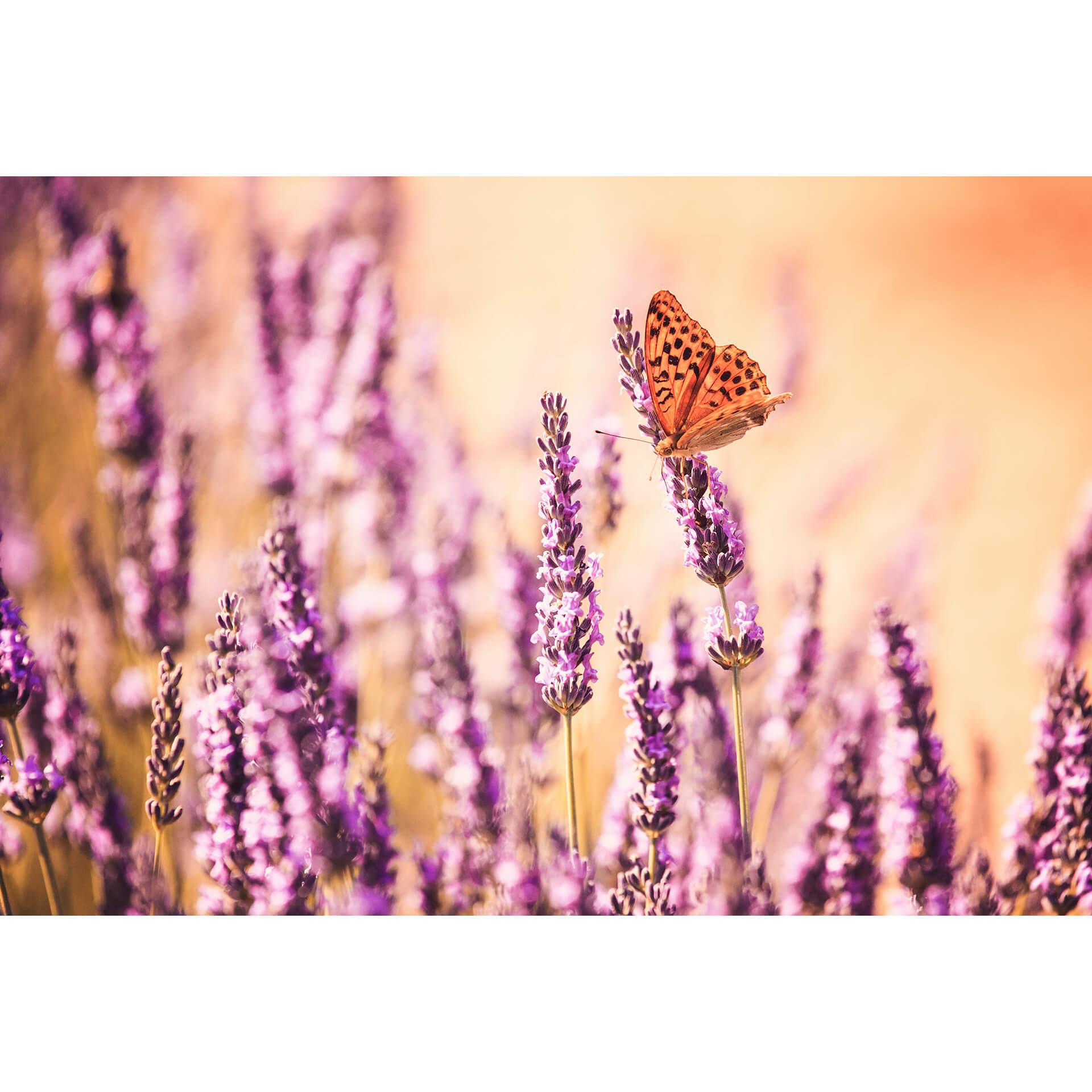 Fotobehang Colombo - Butterfly on Lavender